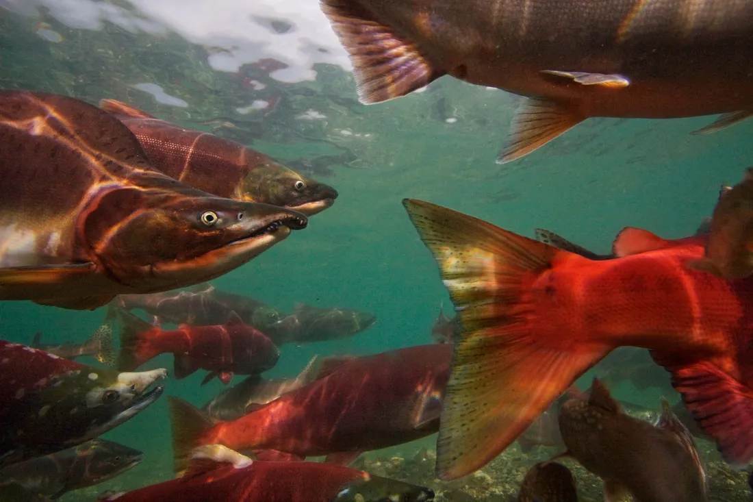 Pacific Salmon