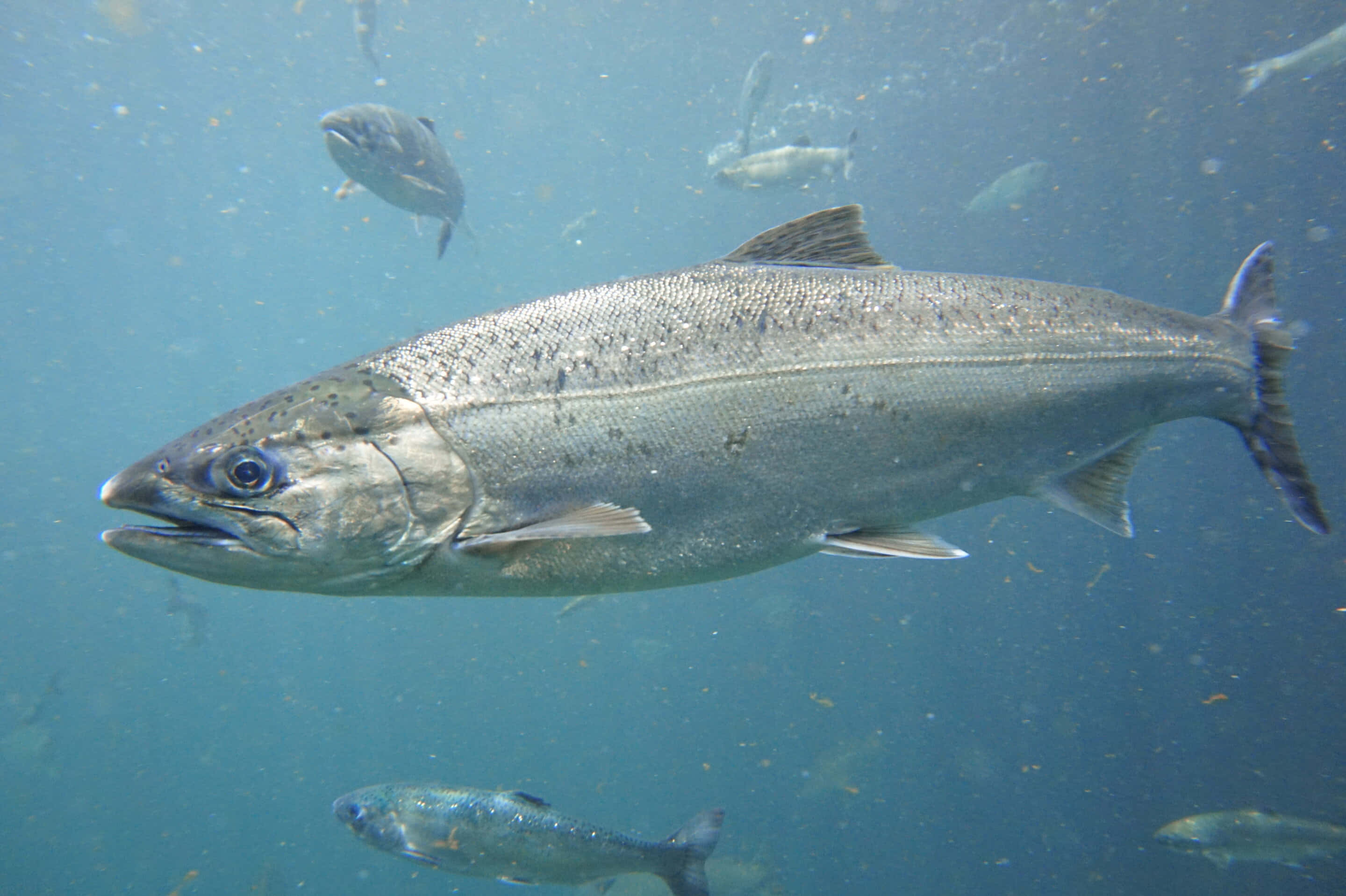 Pacific Salmon, silver, clear blue water, 2K Desktop Wallpaper