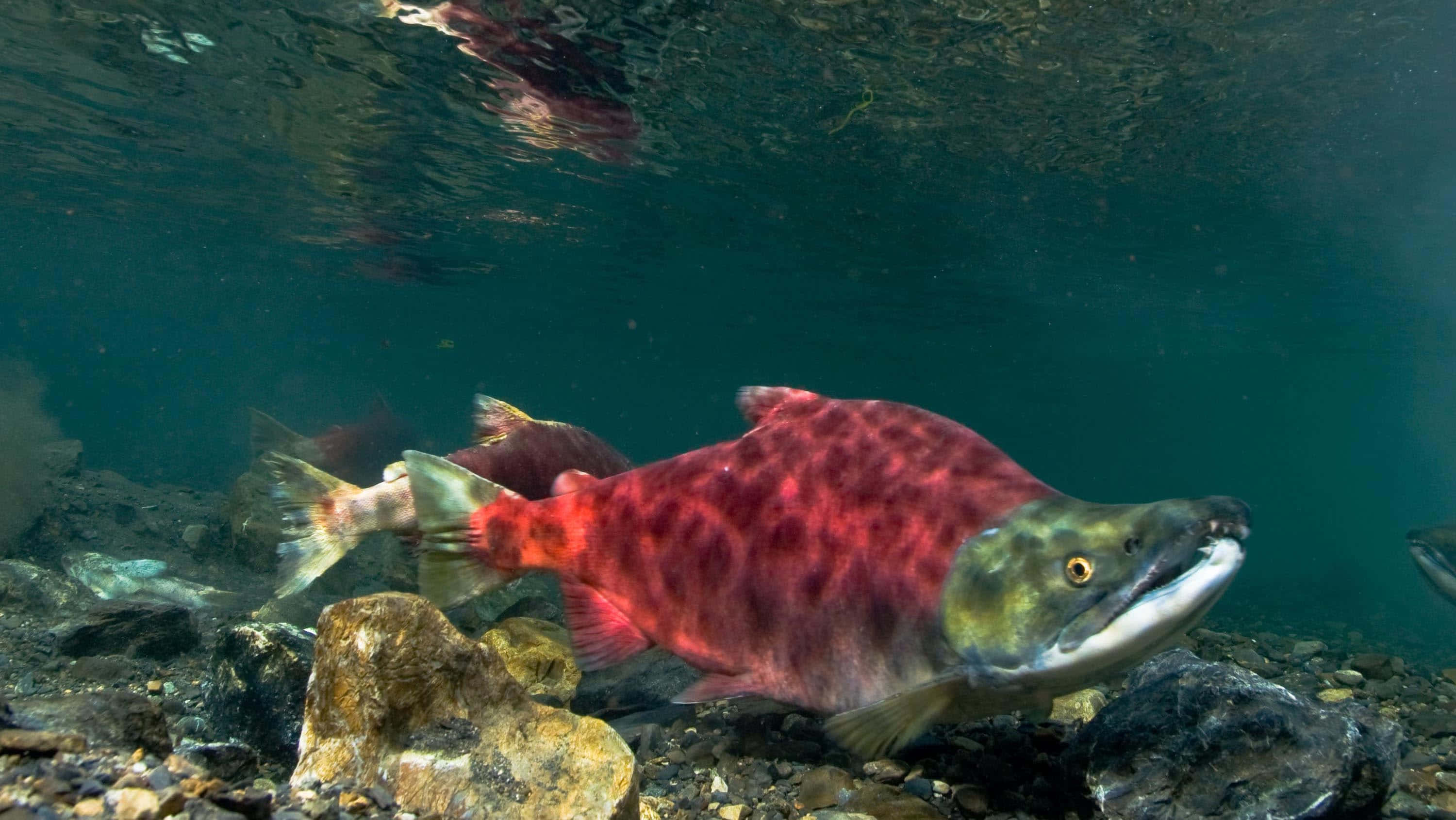 Pacific Salmon, rocky riverbed, clear turquoise water, 2K Desktop Wallpaper