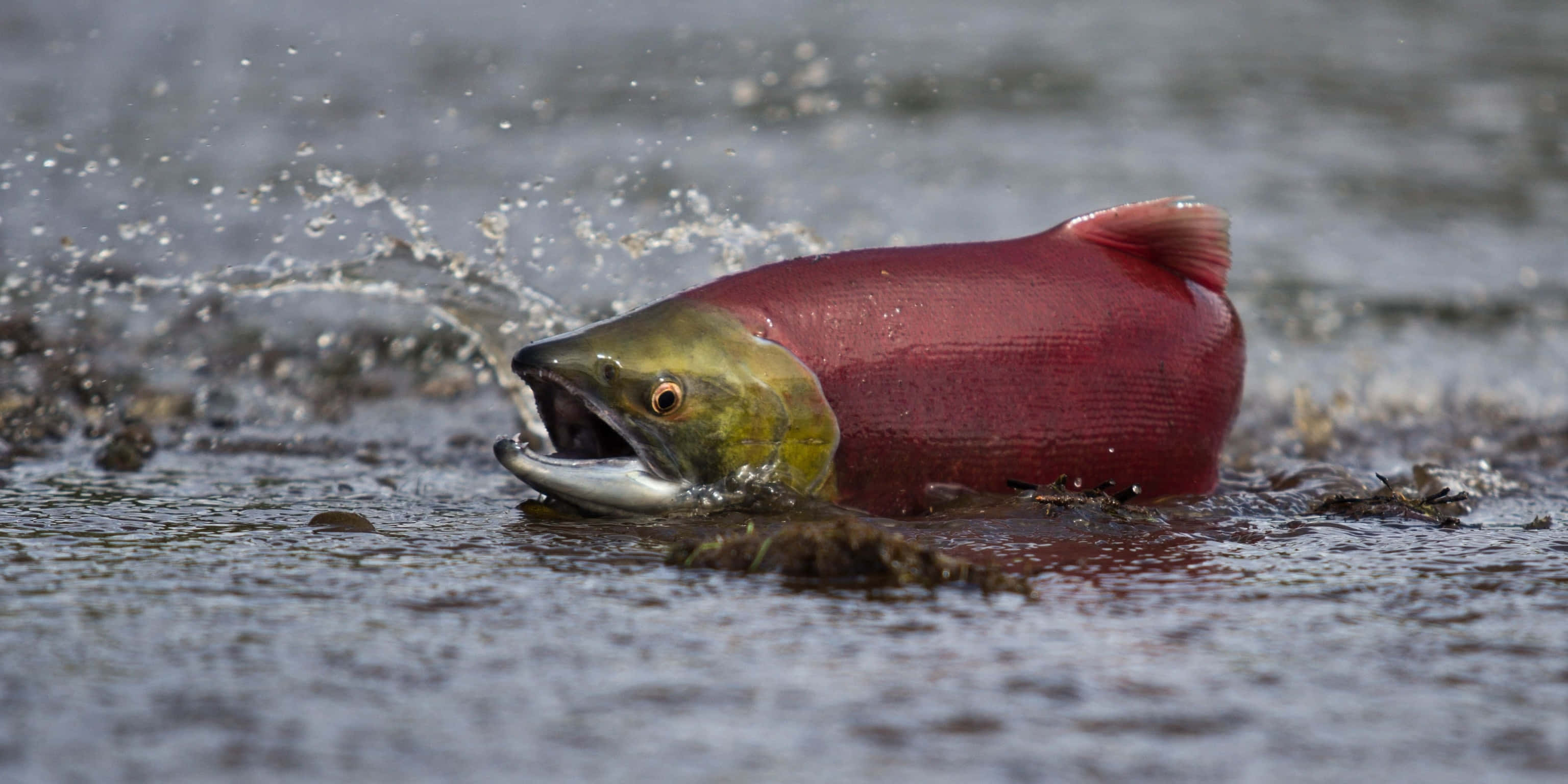 Pacific Salmon, spawning run, vibrant red, 2K Desktop Wallpaper