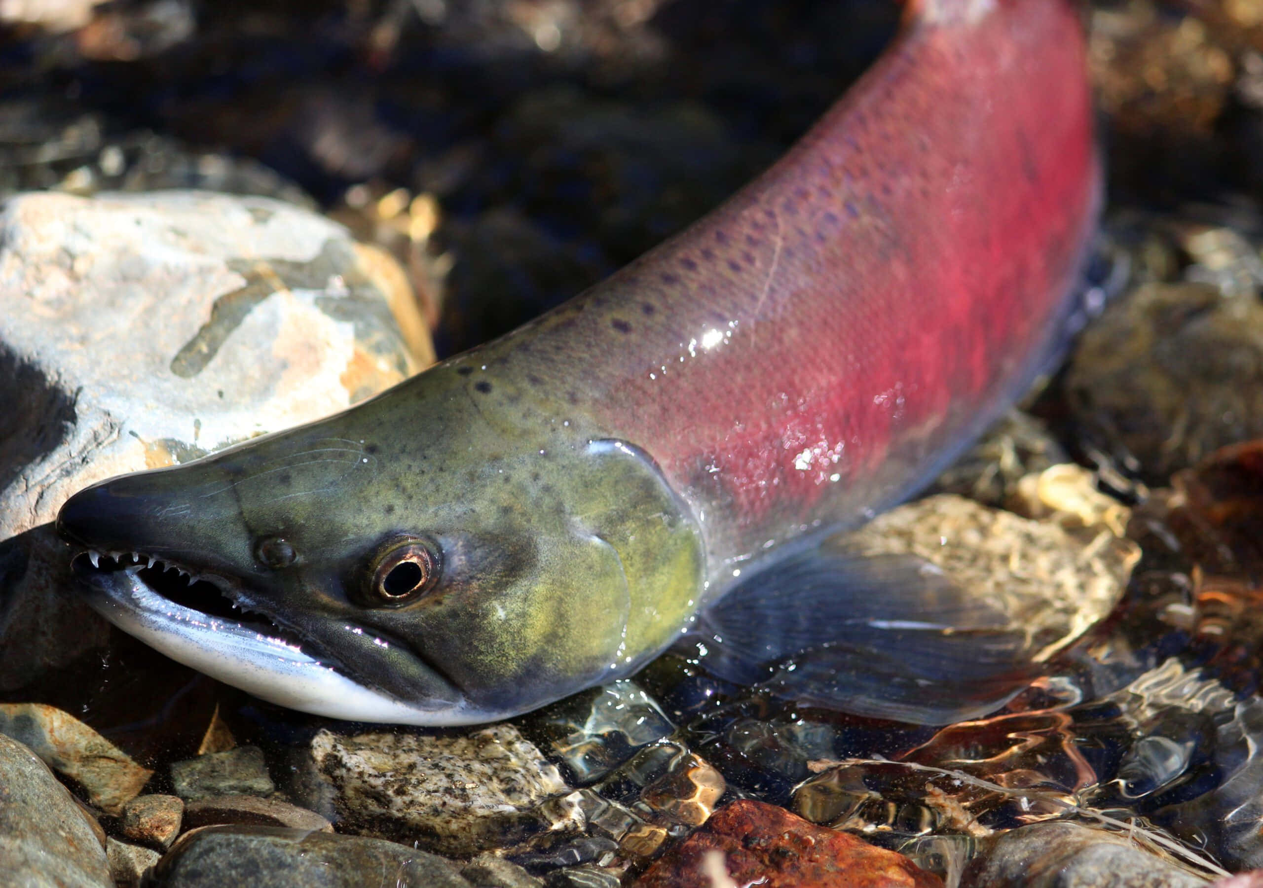Pacific Salmon, sunlit river rocks, clear water, 2K Desktop Wallpaper