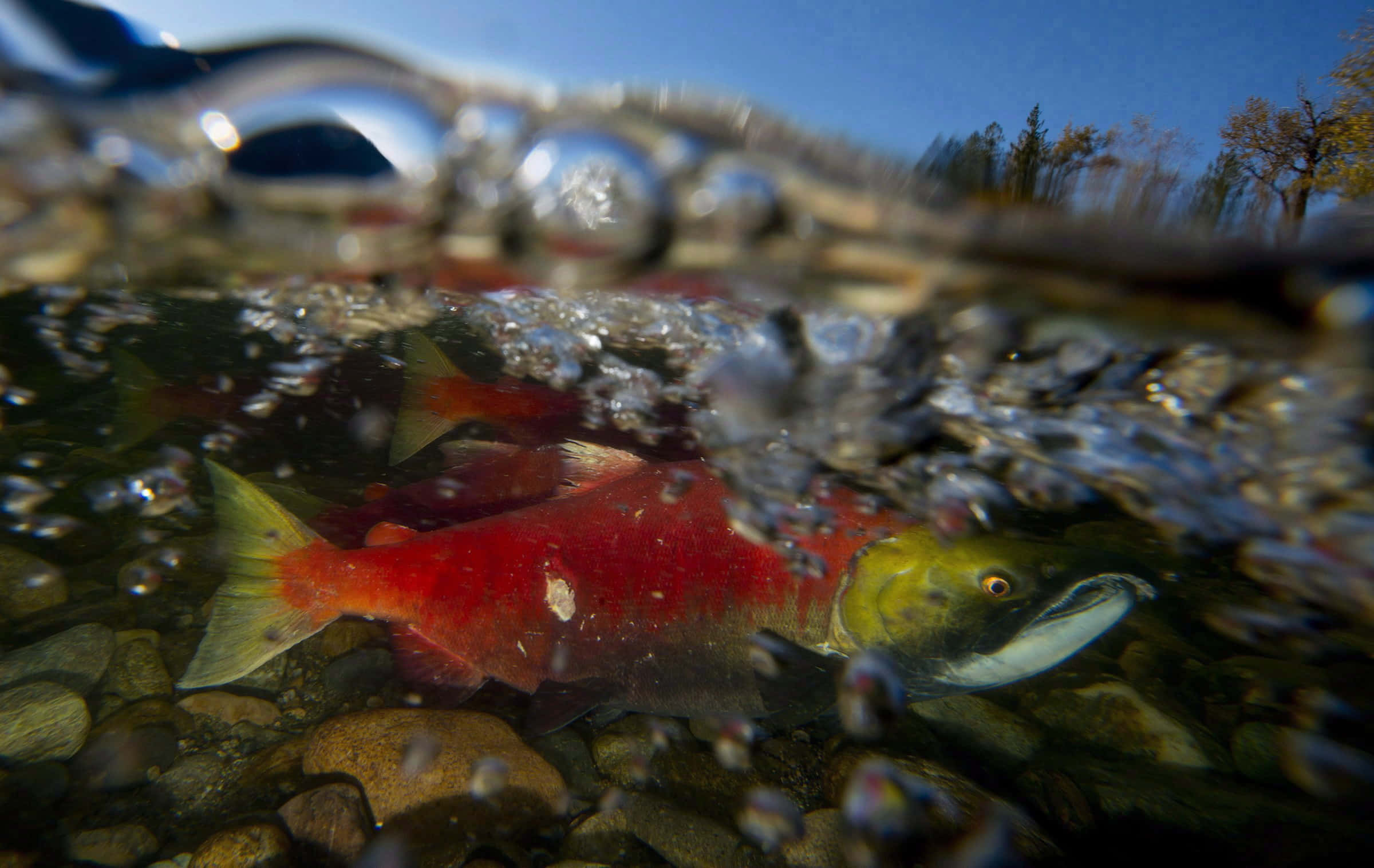 Pacific Salmon, underwater scene, clear water, Full HD Desktop Wallpaper
