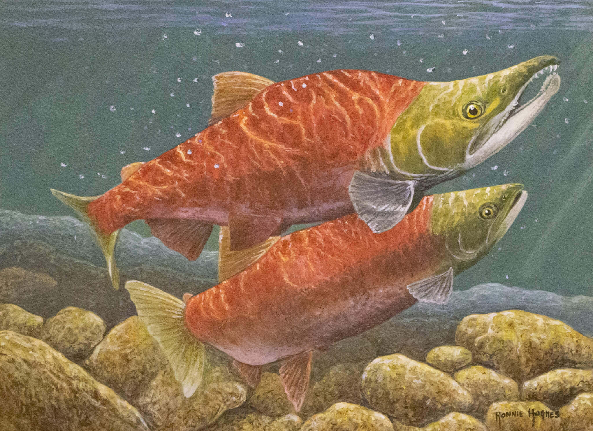 Pacific Salmon, spawning, vibrant red, Full HD Desktop Wallpaper