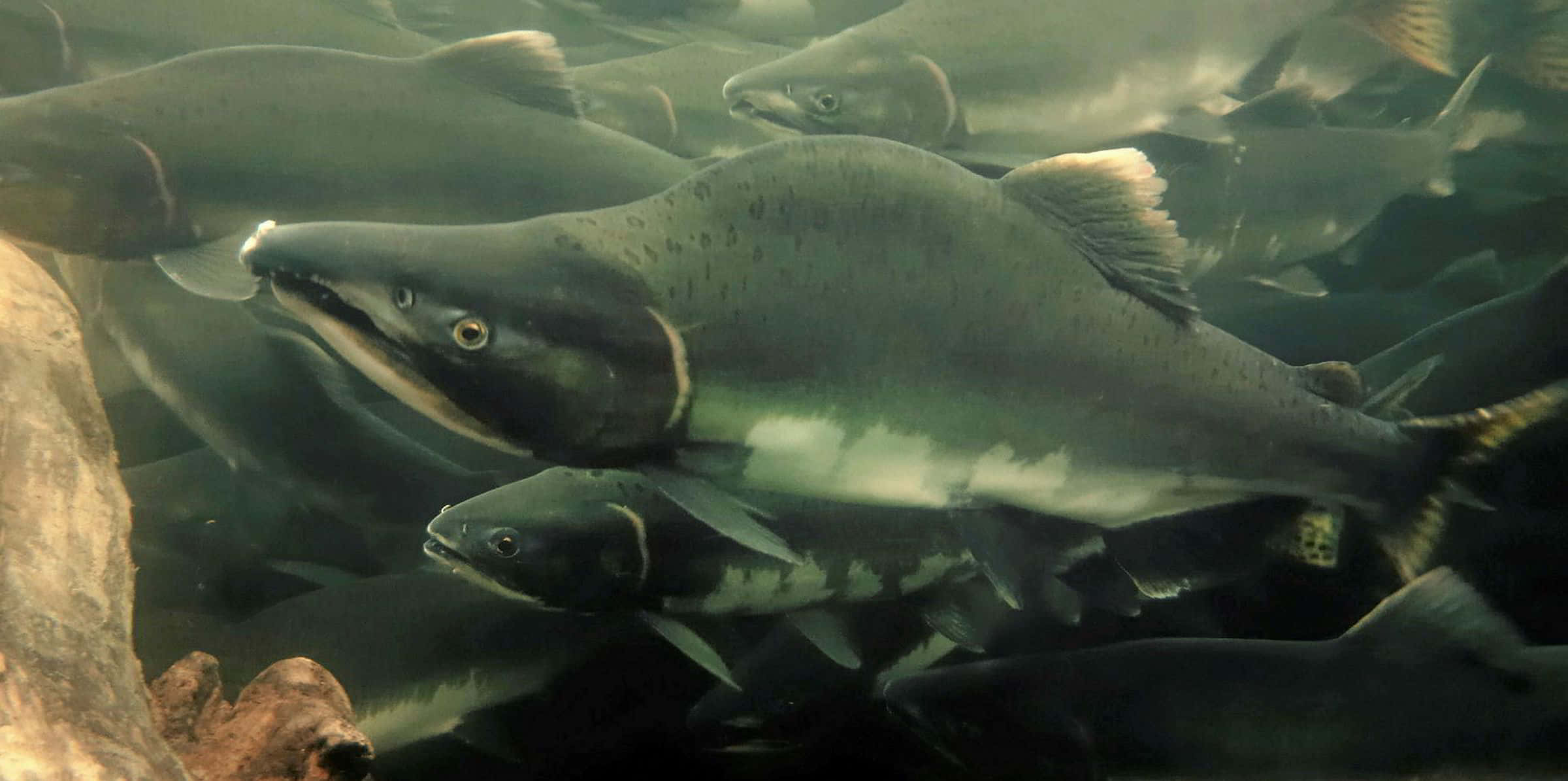 Pacific Salmon, school, underwater, Full HD Desktop Wallpaper