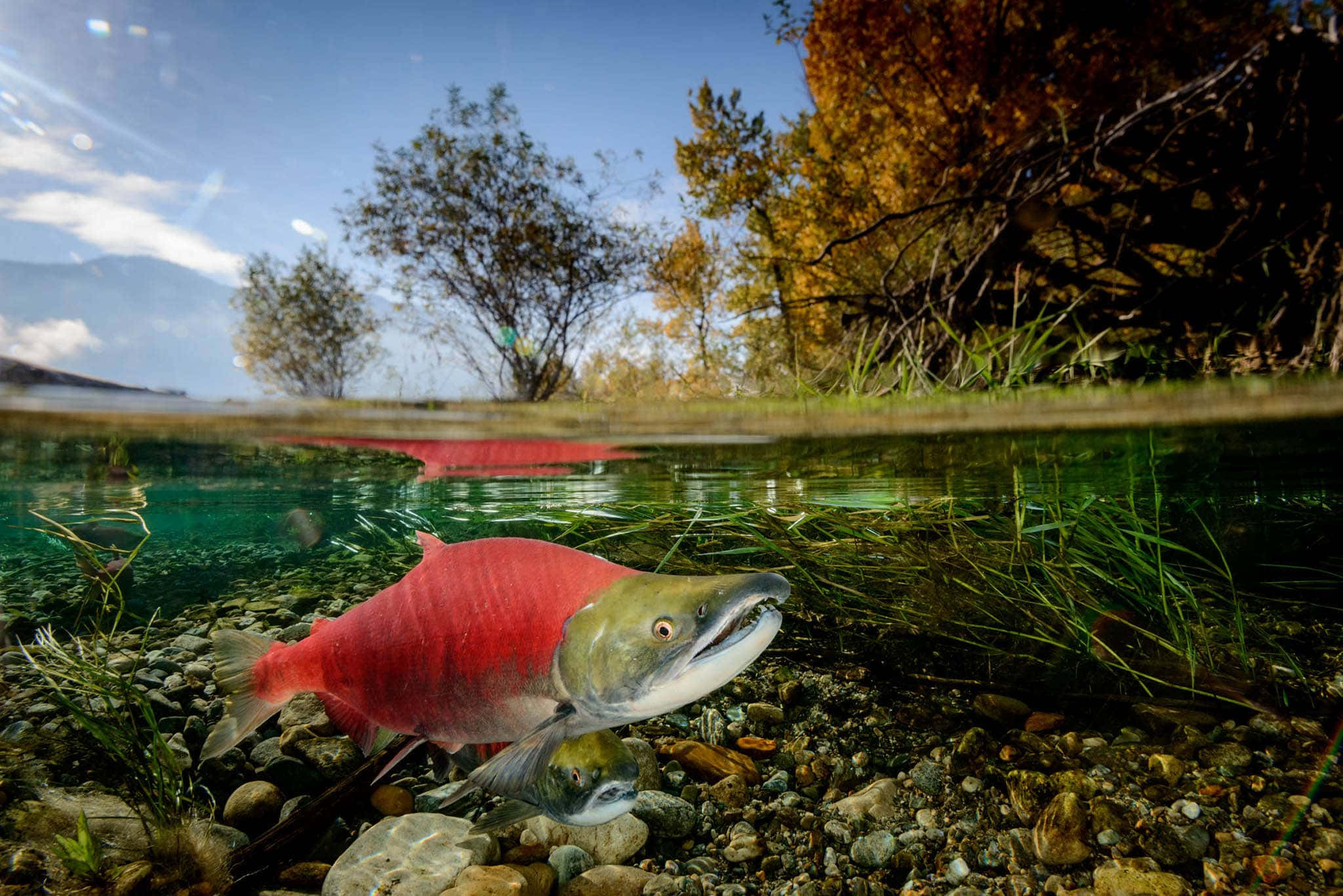 Pacific Salmon, spawning, underwater, Full HD Desktop Wallpaper