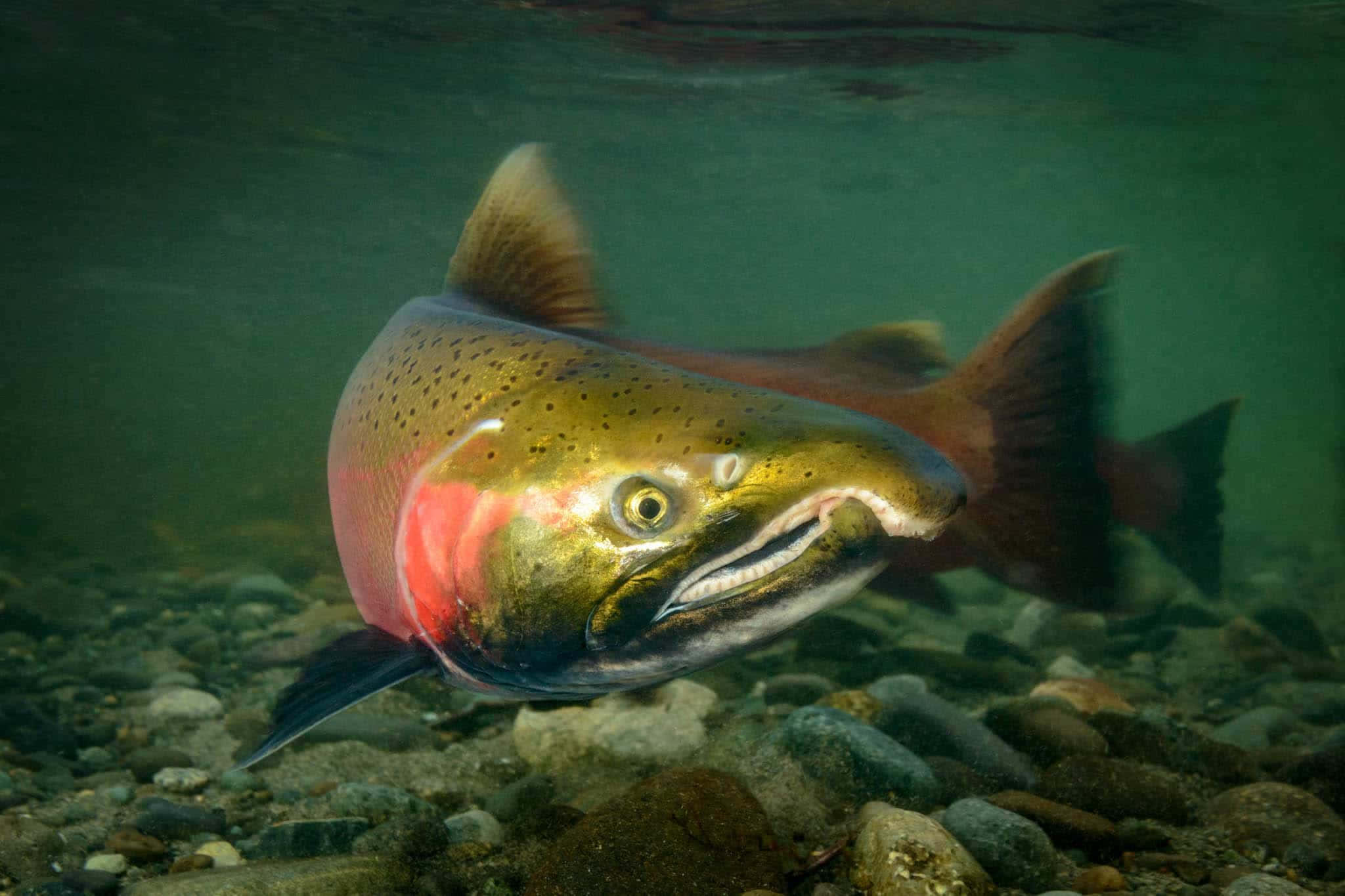 Pacific Salmon, vibrant, clear green water, Full HD Desktop Wallpaper