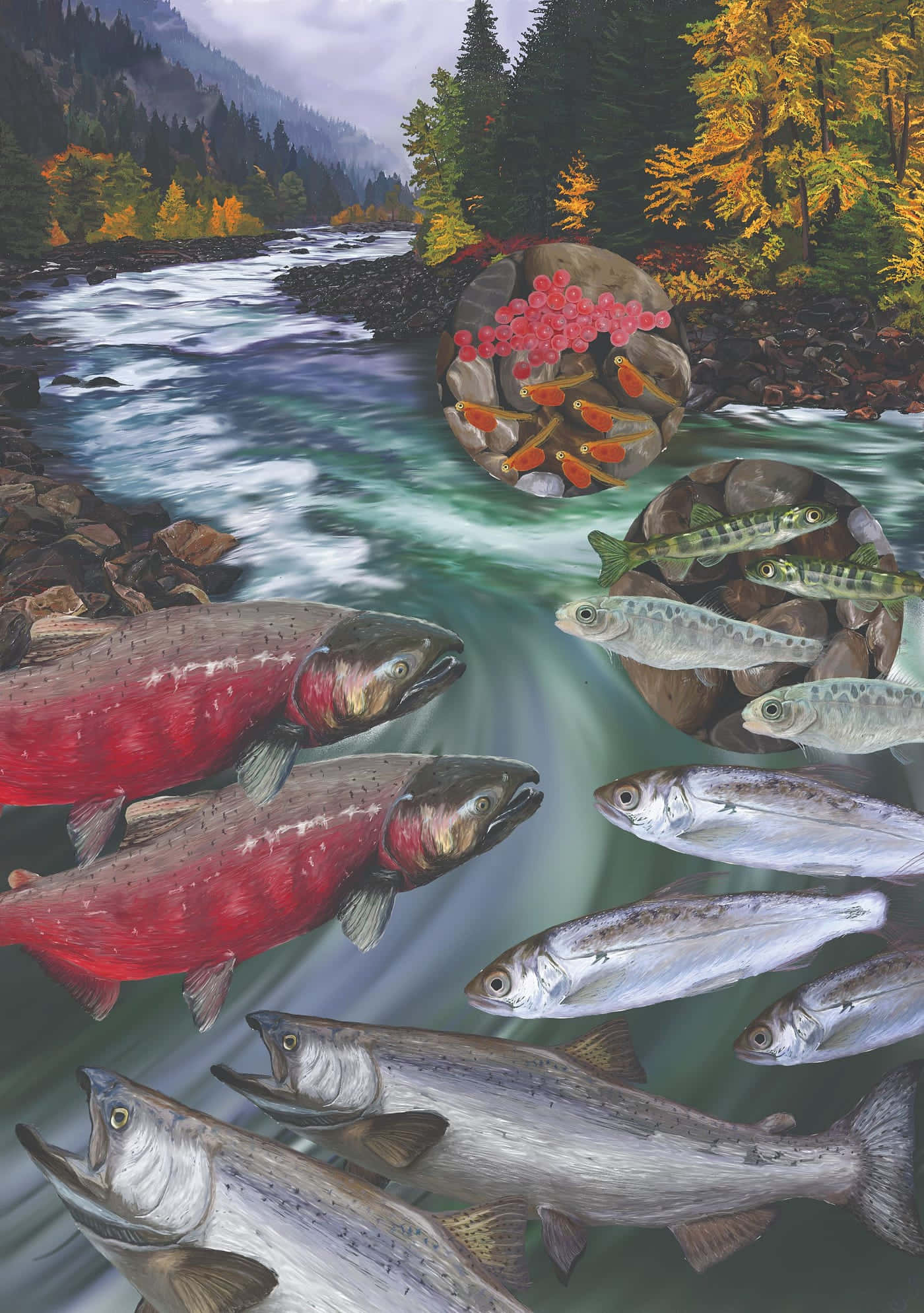 Pacific Salmon, autumn forests, misty mountains, Full HD Phone Wallpaper