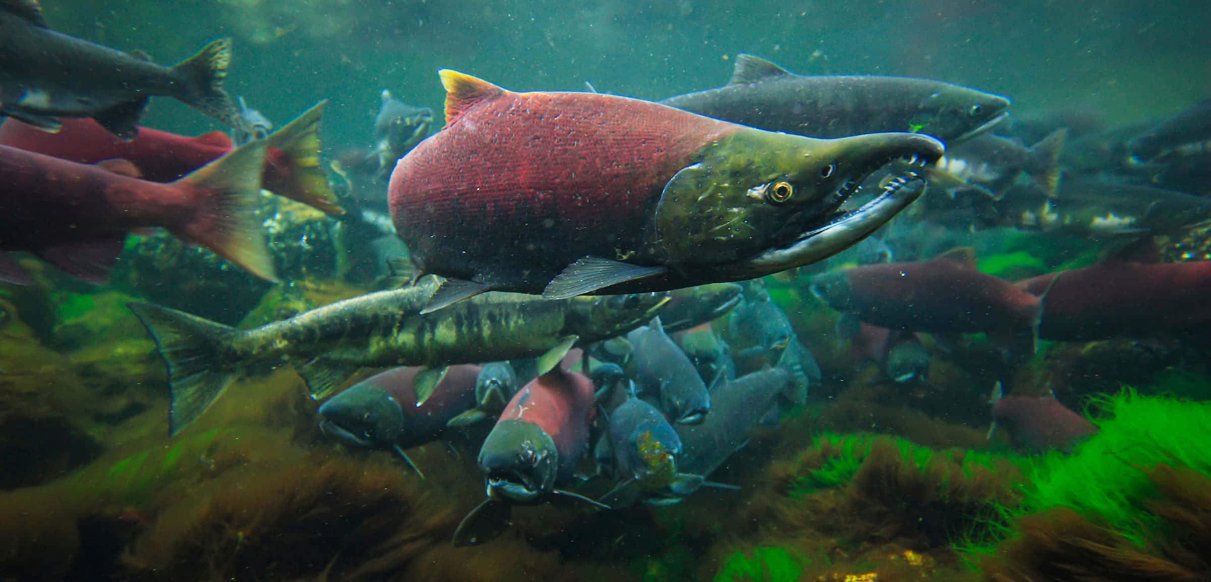Pacific Salmon, spawning migration, vibrant red salmon, Full HD Desktop Wallpaper