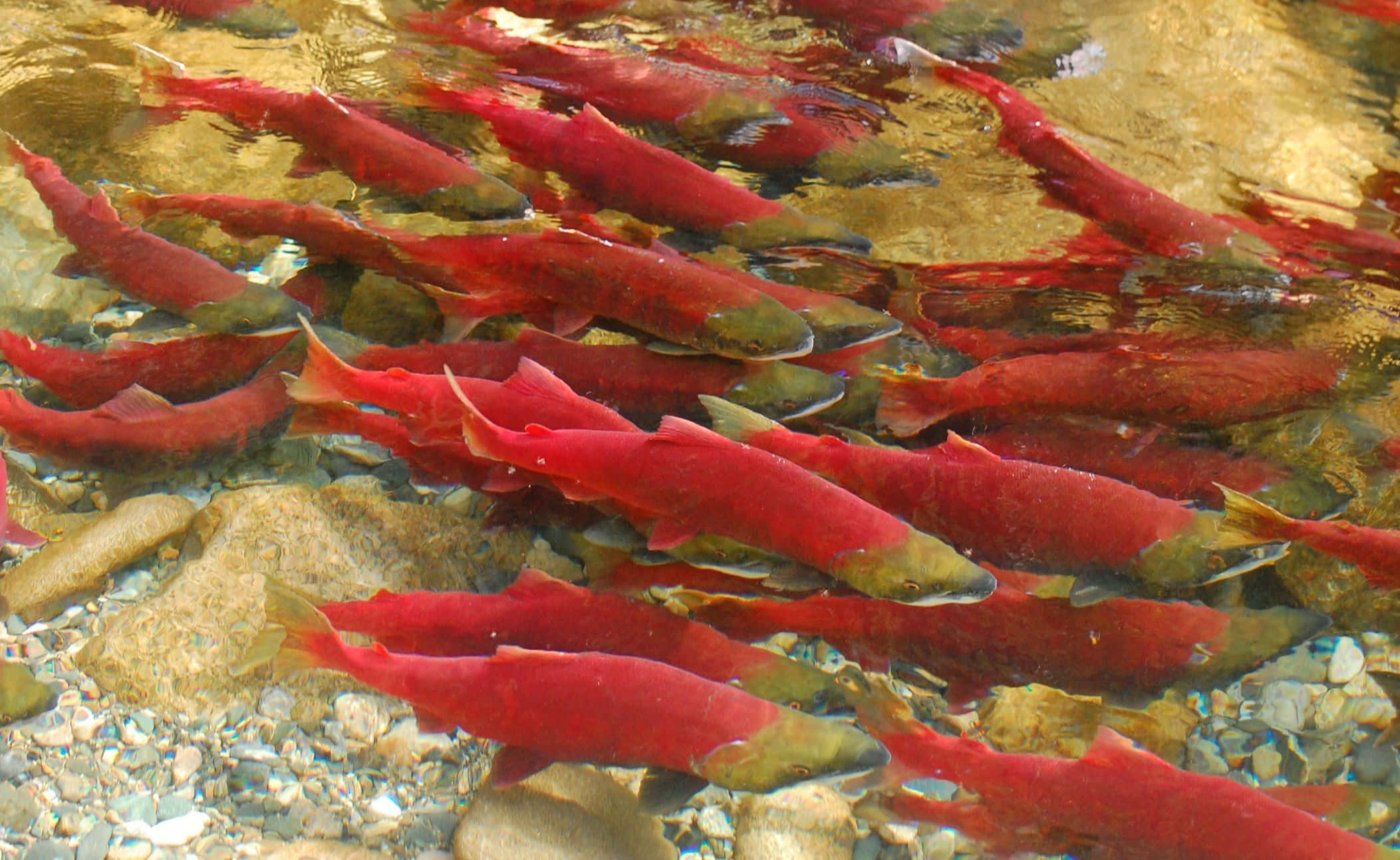 Red Pacific Salmon, spawning stream, clear shallow water, Full HD Desktop Wallpaper