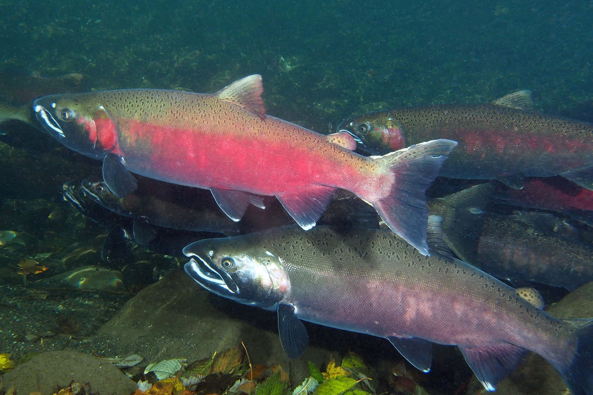 Pacific Salmon, vibrant red salmon, clear greenish water, Full HD Desktop Wallpaper