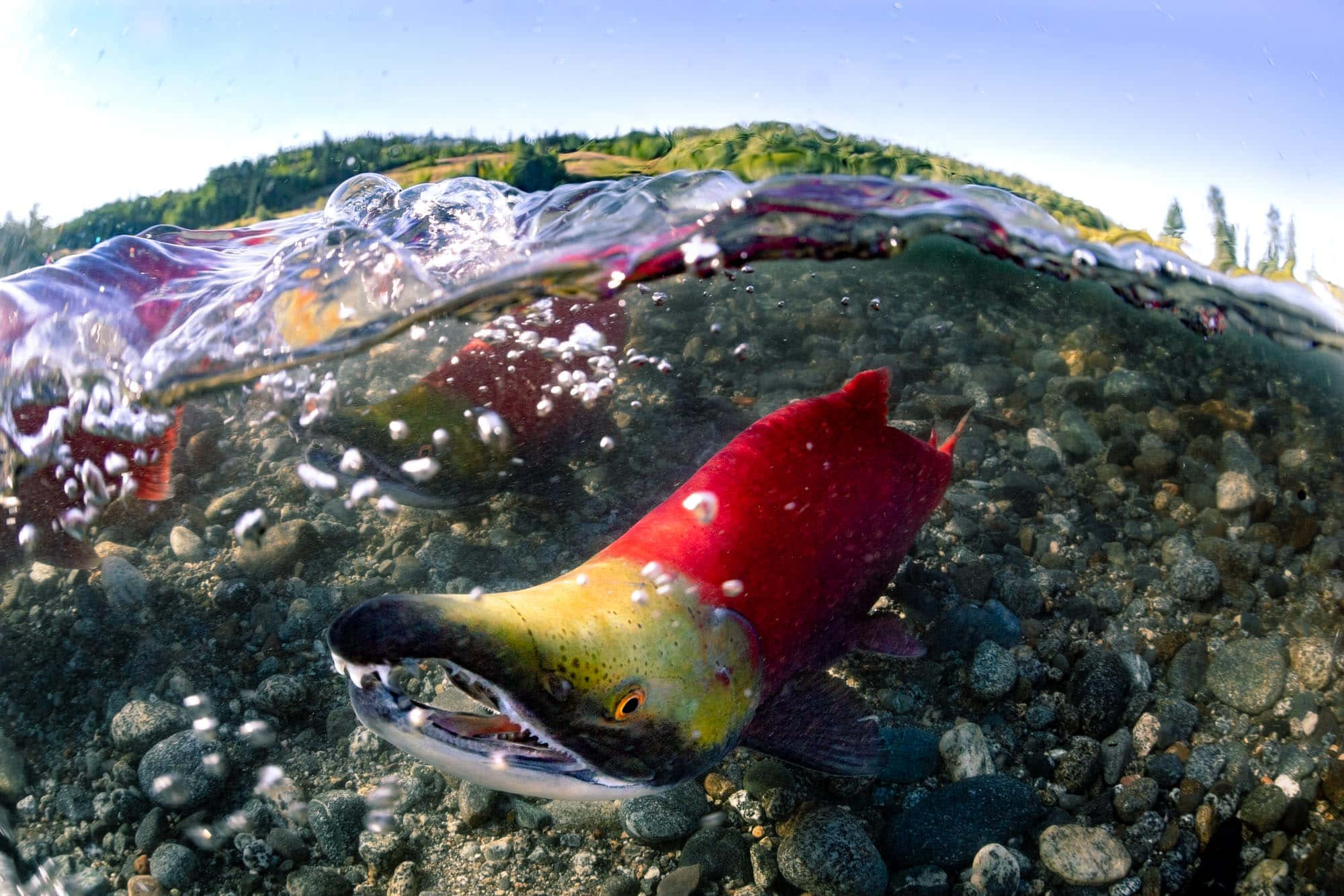 vibrant Pacific Salmon, clear water, rocky riverbed, Full HD Desktop Wallpaper