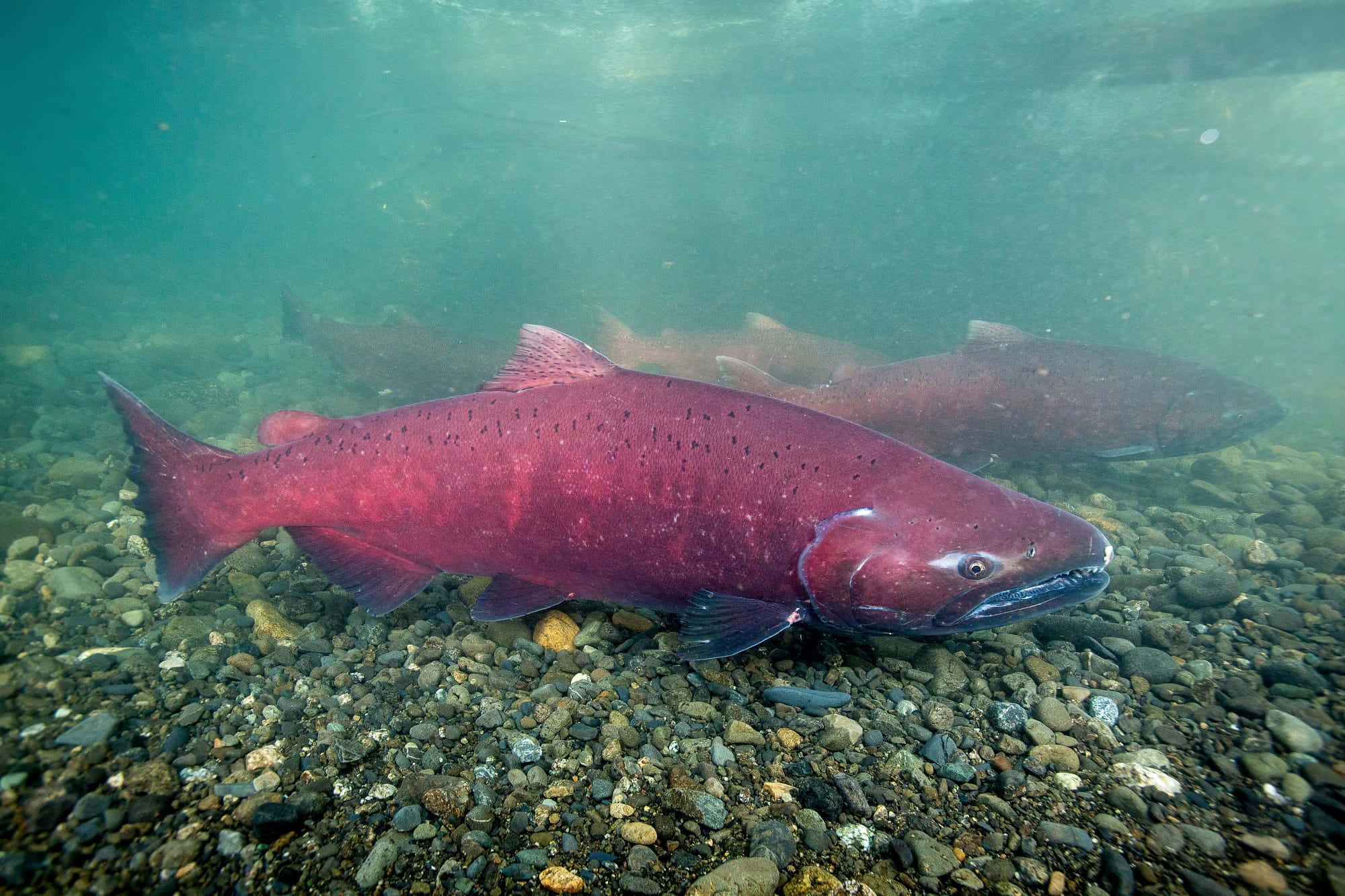 Pacific Salmon, vibrant red, clear turquoise water, Full HD Desktop Wallpaper