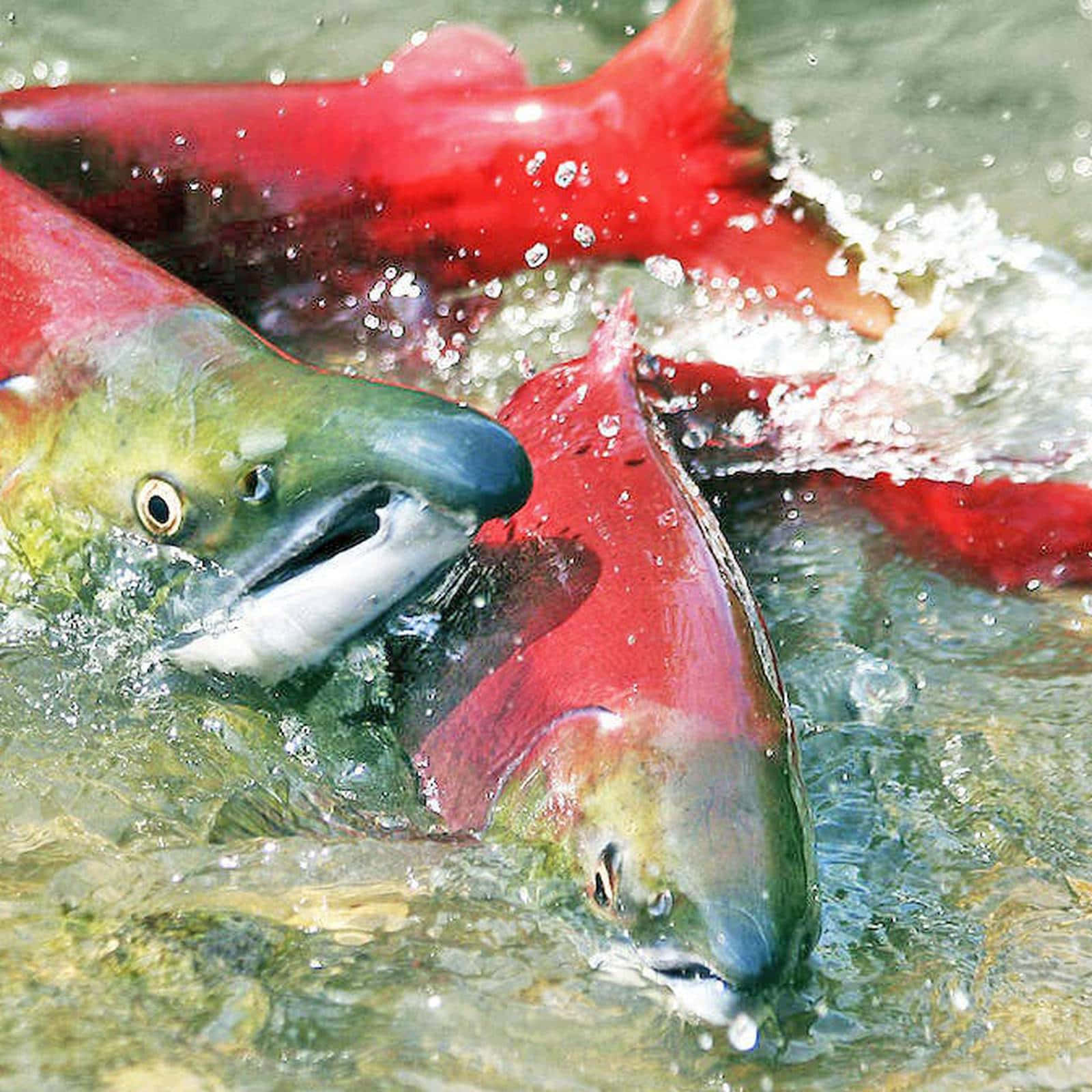 Pacific Salmon, vibrant red, clear water, HD Desktop Wallpaper