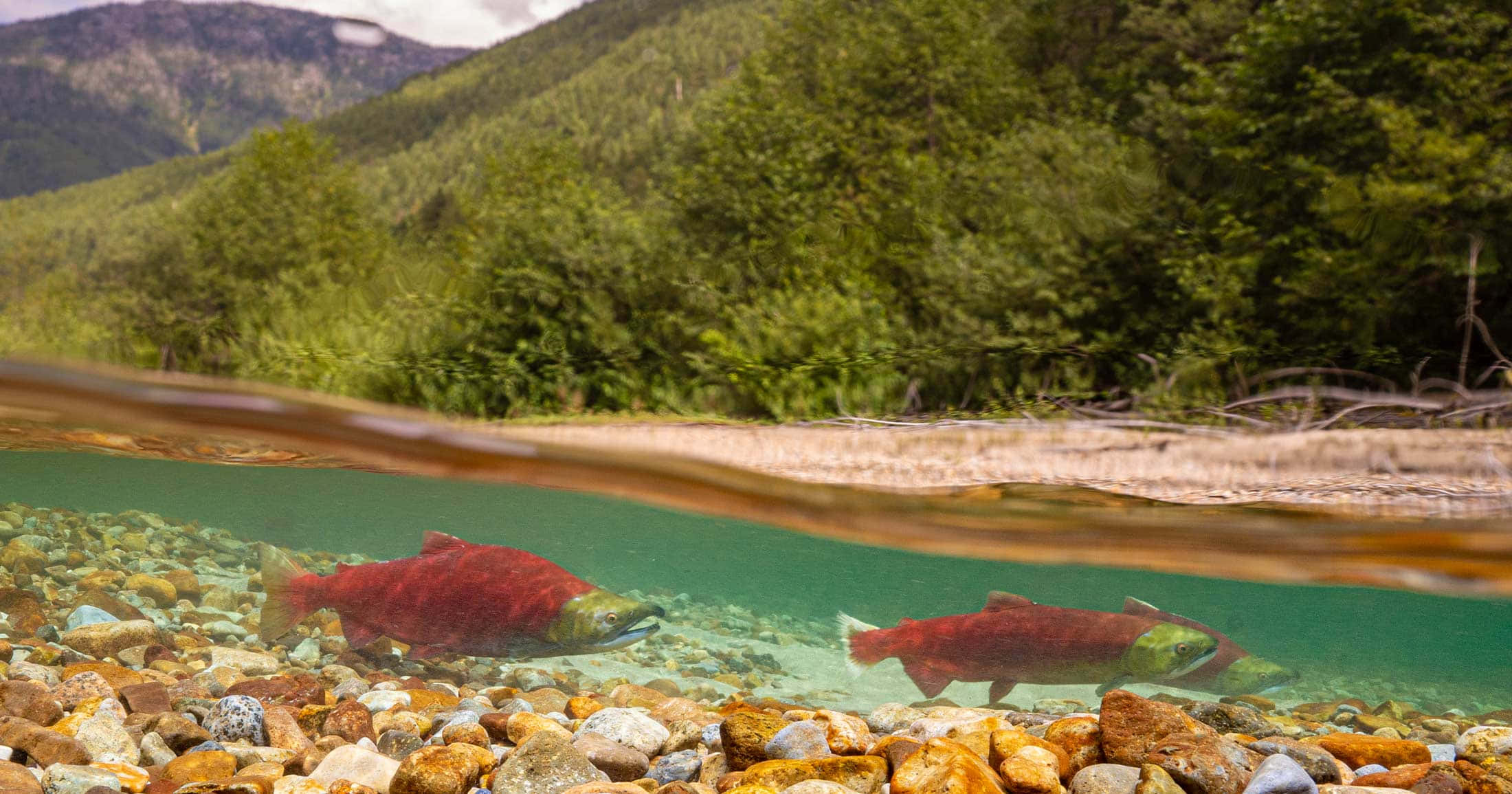 Pacific Salmon, spawning stream, clear water, Full HD Desktop Wallpaper