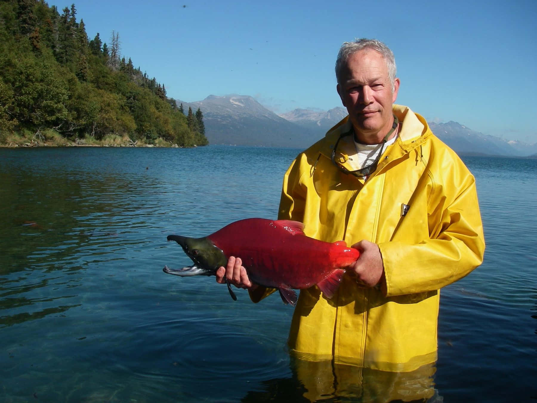 red Pacific salmon, yellow raincoat, clear blue water, HD Desktop Wallpaper