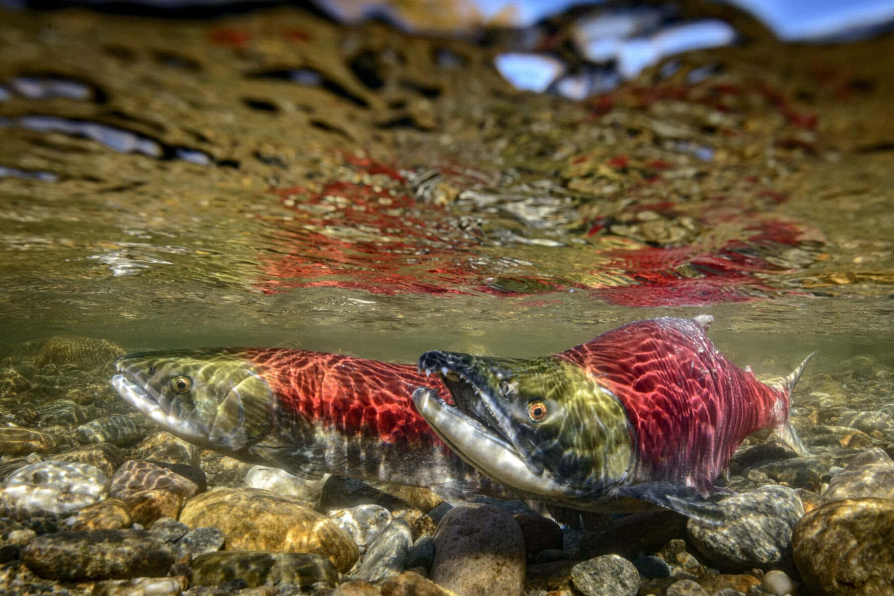 Pacific Salmon, spawning stream, rocky riverbed, HD Desktop Wallpaper
