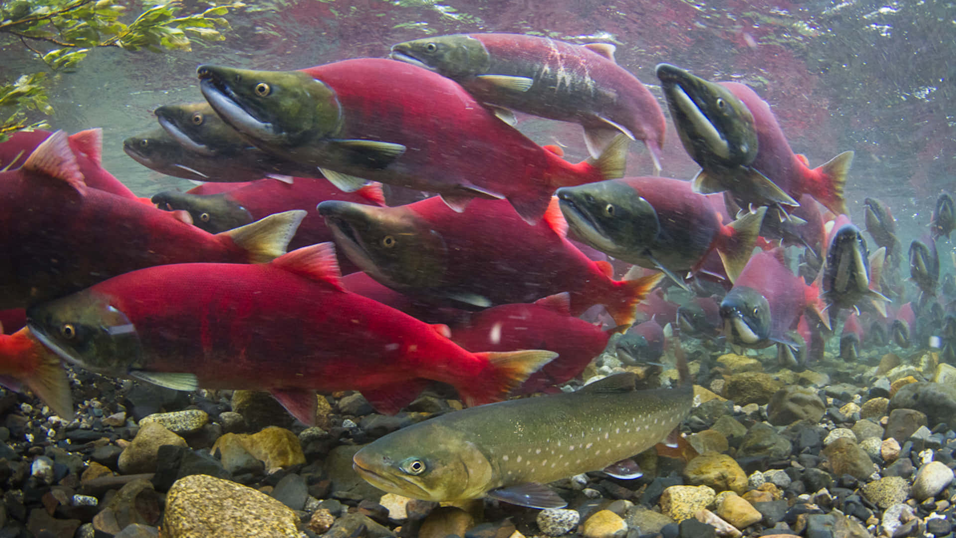 Pacific Salmon, spawning run, vibrant red salmon, Full HD Desktop Wallpaper