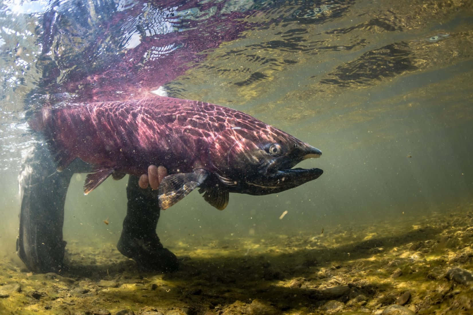 Pacific Salmon, underwater, rocky riverbed, HD Desktop Wallpaper