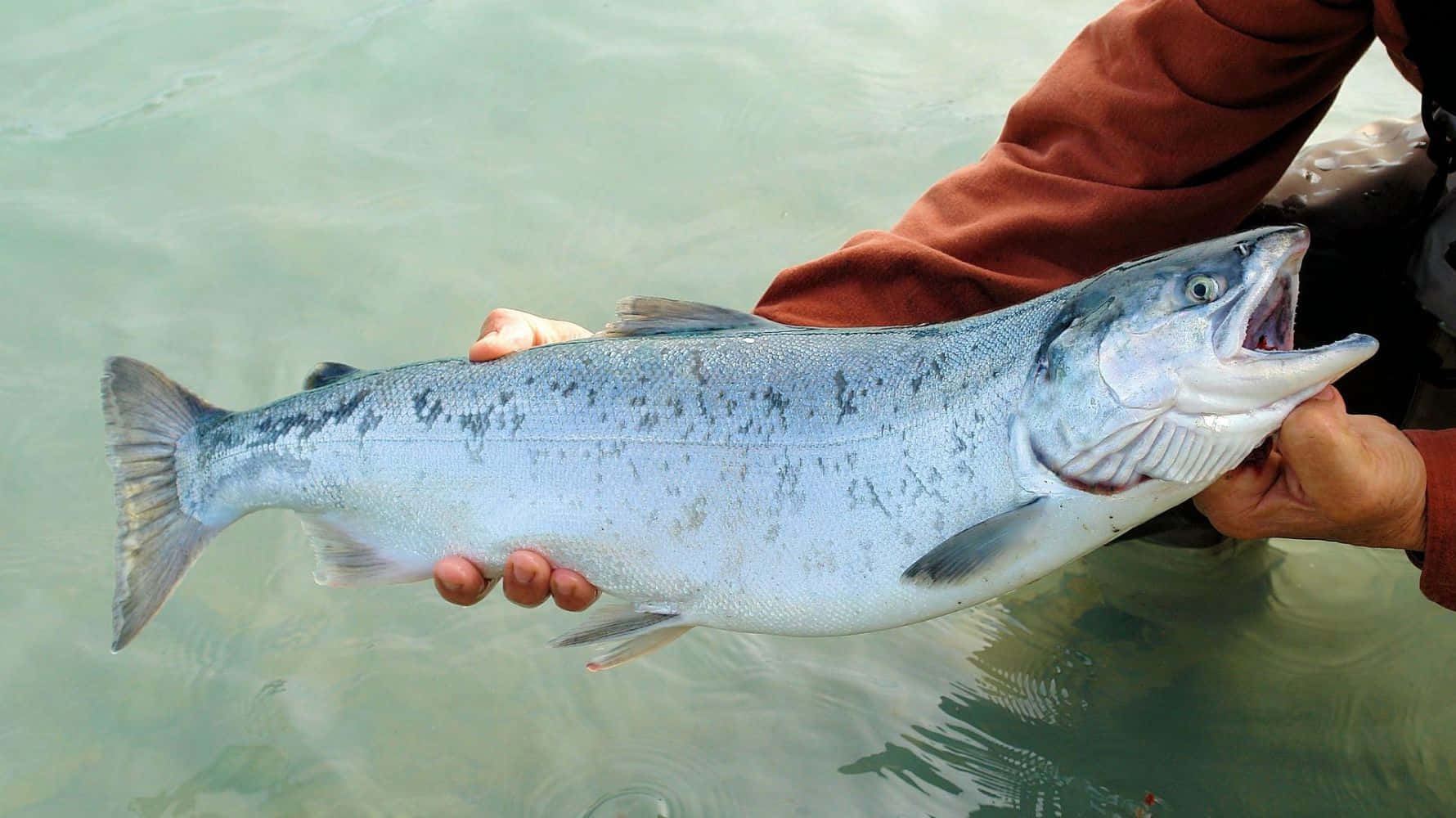 Pacific Salmon, brown jacket, silver salmon, HD Desktop Wallpaper
