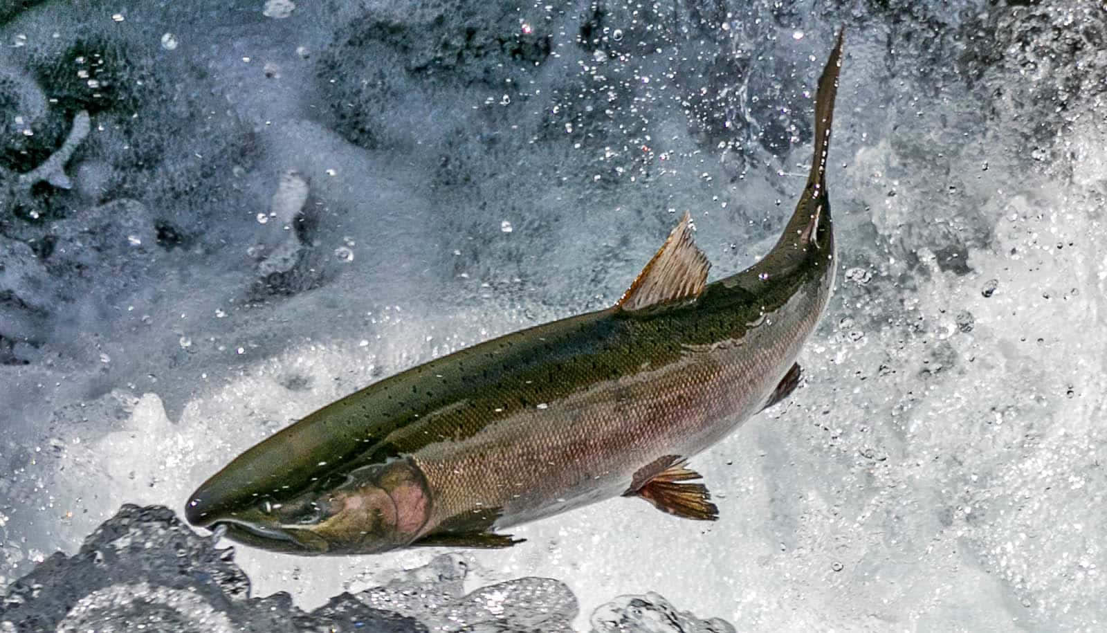 Pacific Salmon, leaping upstream, frothy white water, HD Desktop Wallpaper
