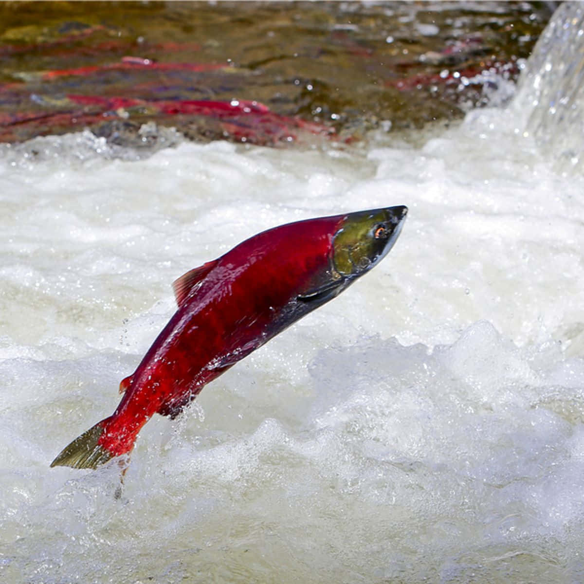 Pacific Salmon, leaping upstream, foamy whitewater, SD Desktop Wallpaper