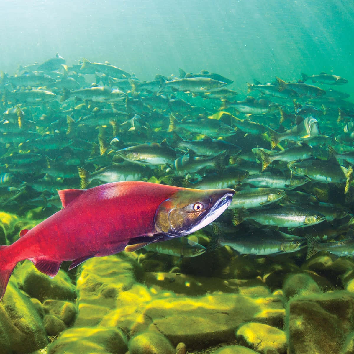Red Pacific Salmon, school of silver fish, clear greenish water, SD Desktop Wallpaper