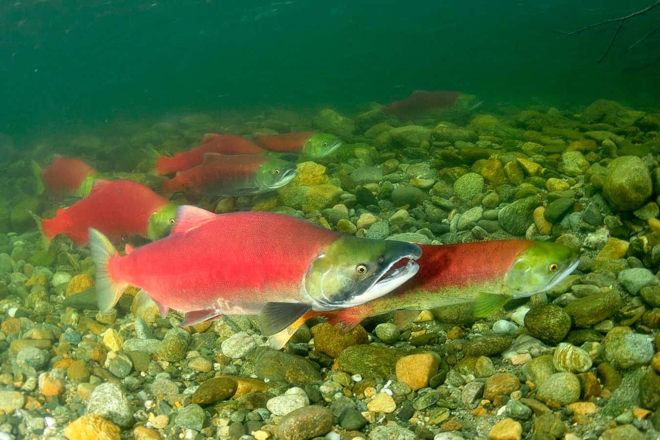 Pacific Salmon, spawning, underwater, HD Desktop Wallpaper