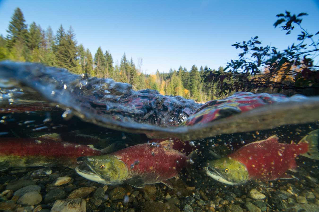 Pacific Salmon, spawning, underwater, HD Desktop Wallpaper