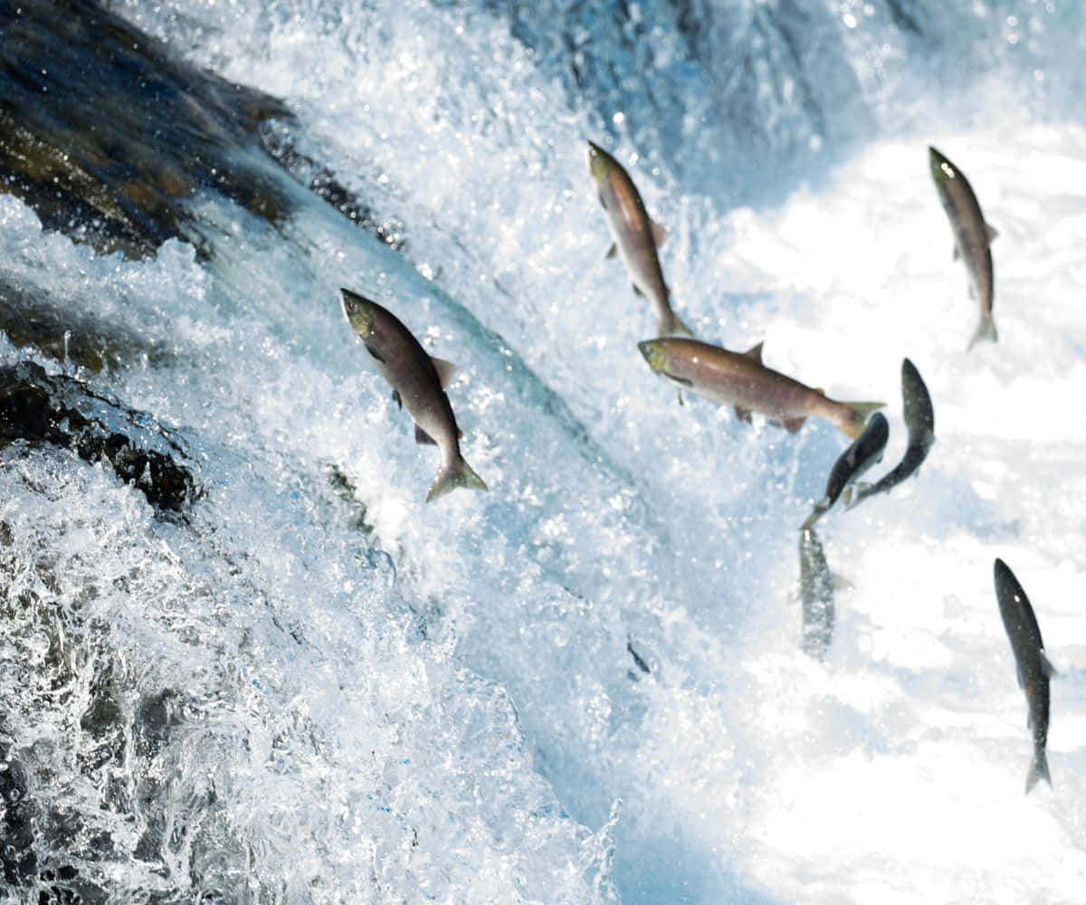 Pacific Salmon, leaping upstream, foamy white water, SD Desktop Wallpaper