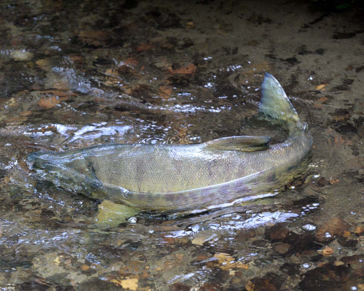 Pacific Salmon, spawning stream, shallow clear water, SD Desktop Wallpaper