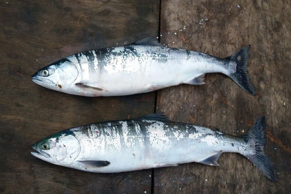 Pink Salmon, silver scales, dark backs, SD Desktop Wallpaper
