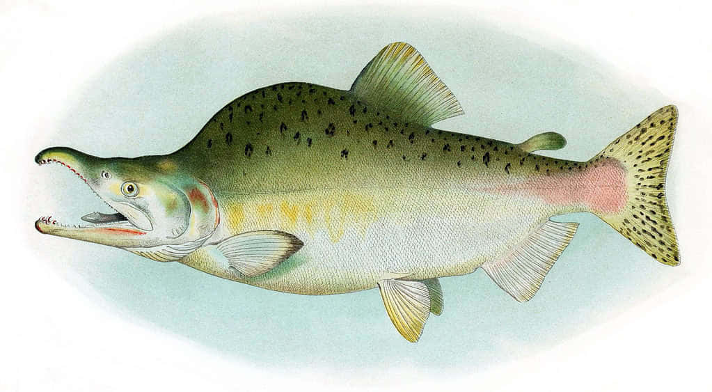 Pink Salmon, spotted green back, pink belly, SD Desktop Wallpaper