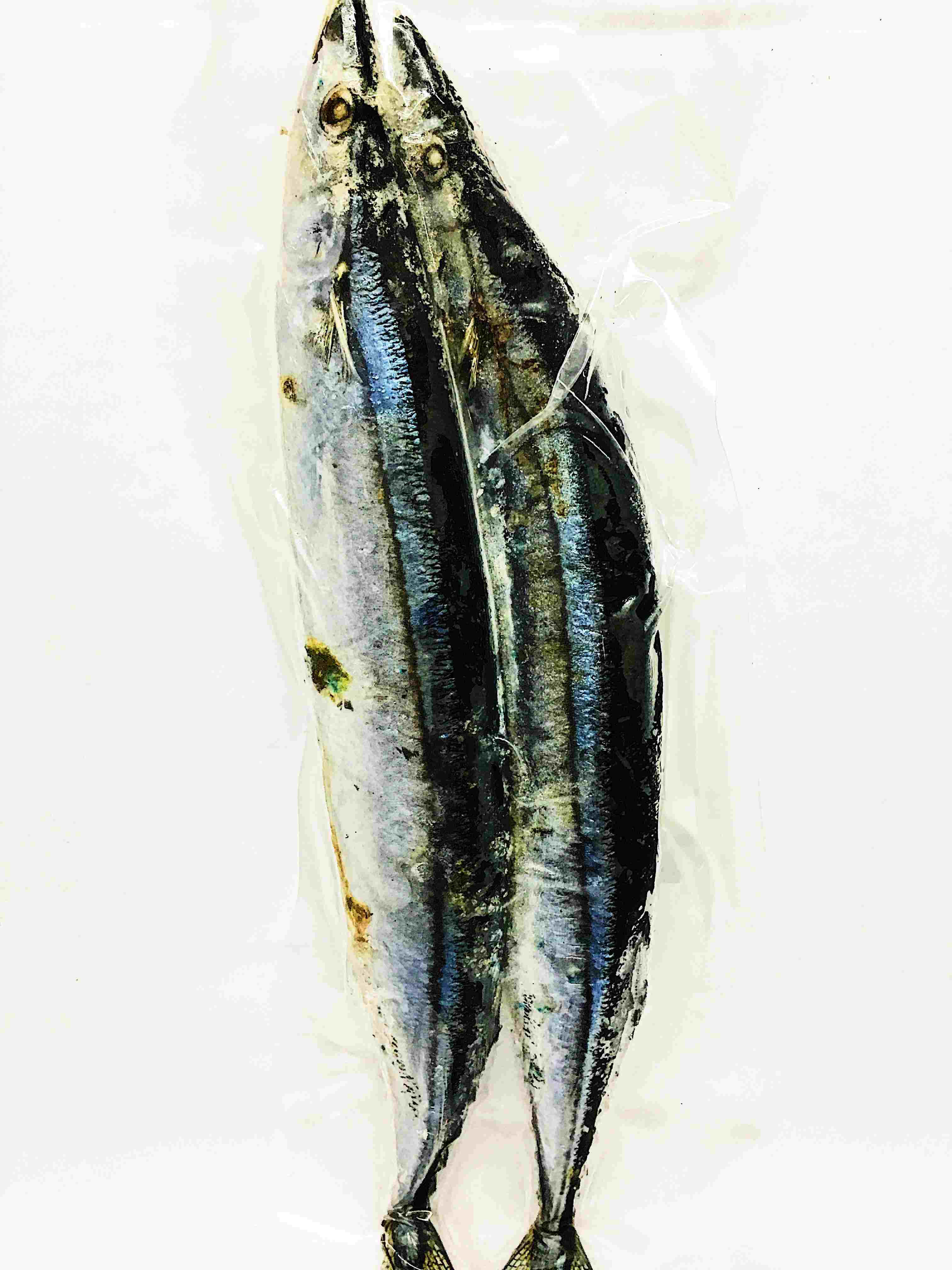 Pacific Saury, silver-blue stripes, clear plastic bag, 4K Phone Wallpaper