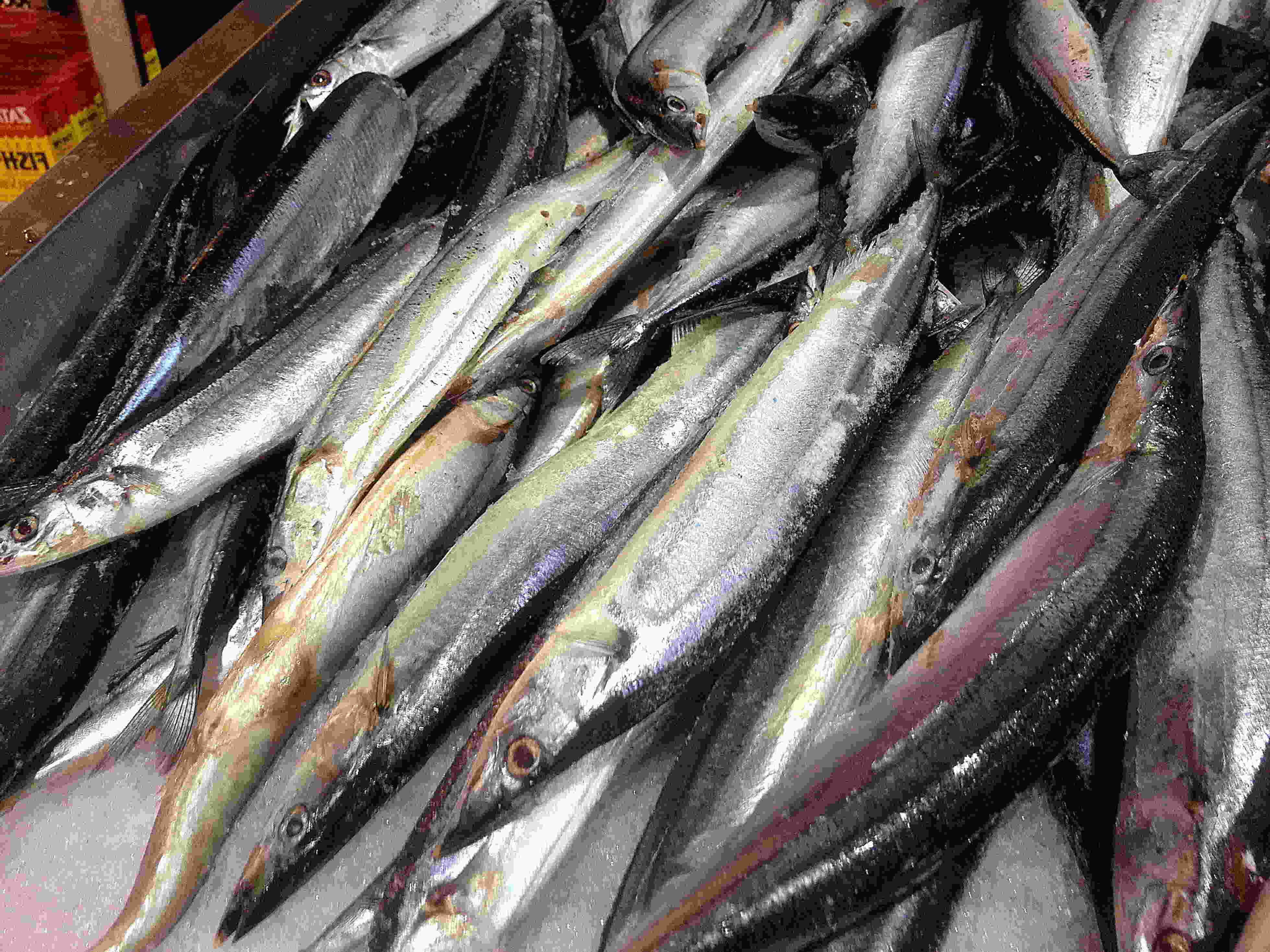 Pacific Saury, silver fish, iridescent scales, 4K Desktop Wallpaper