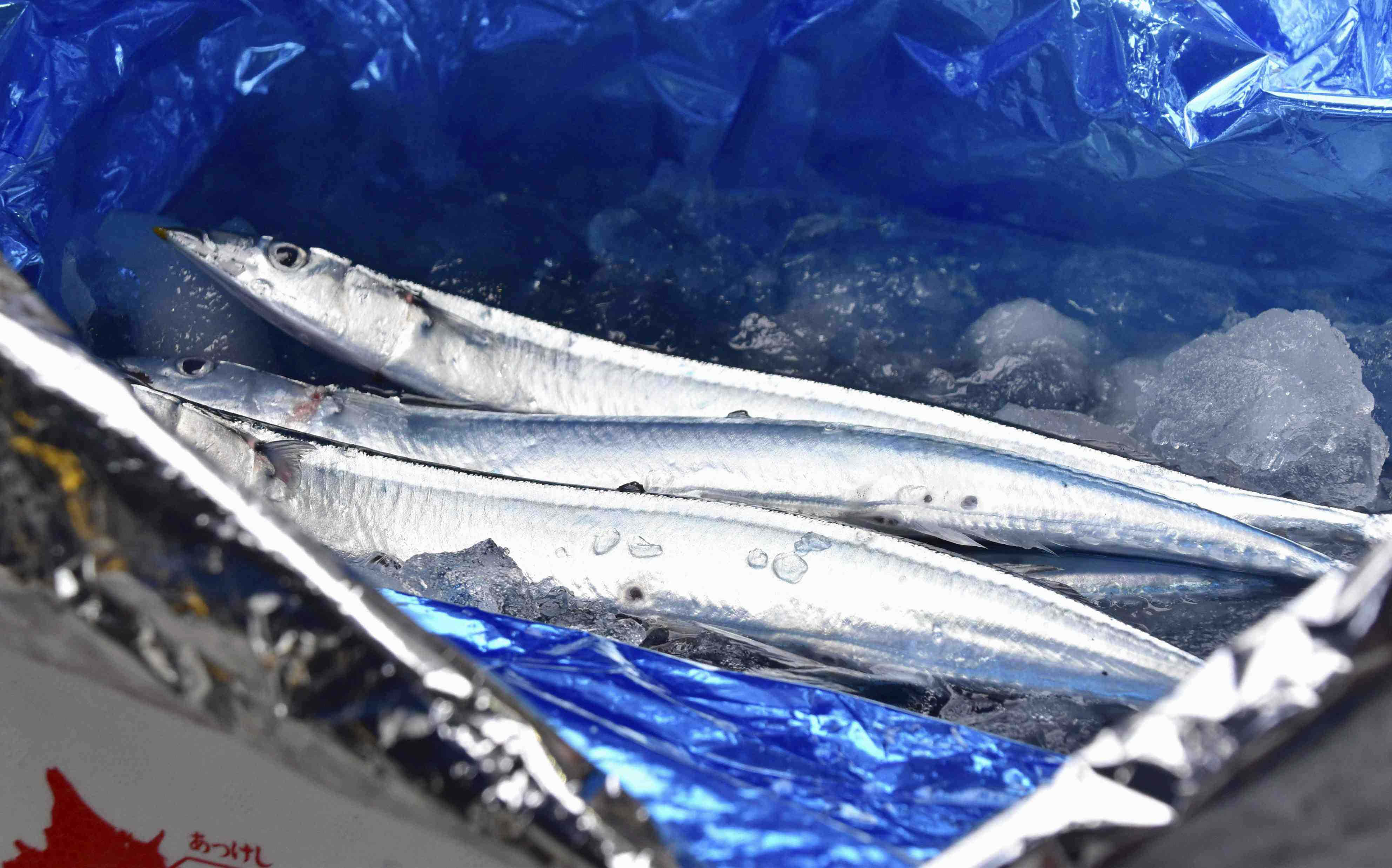 Pacific Saury, slender silver fish, crushed ice, 4K Desktop Wallpaper
