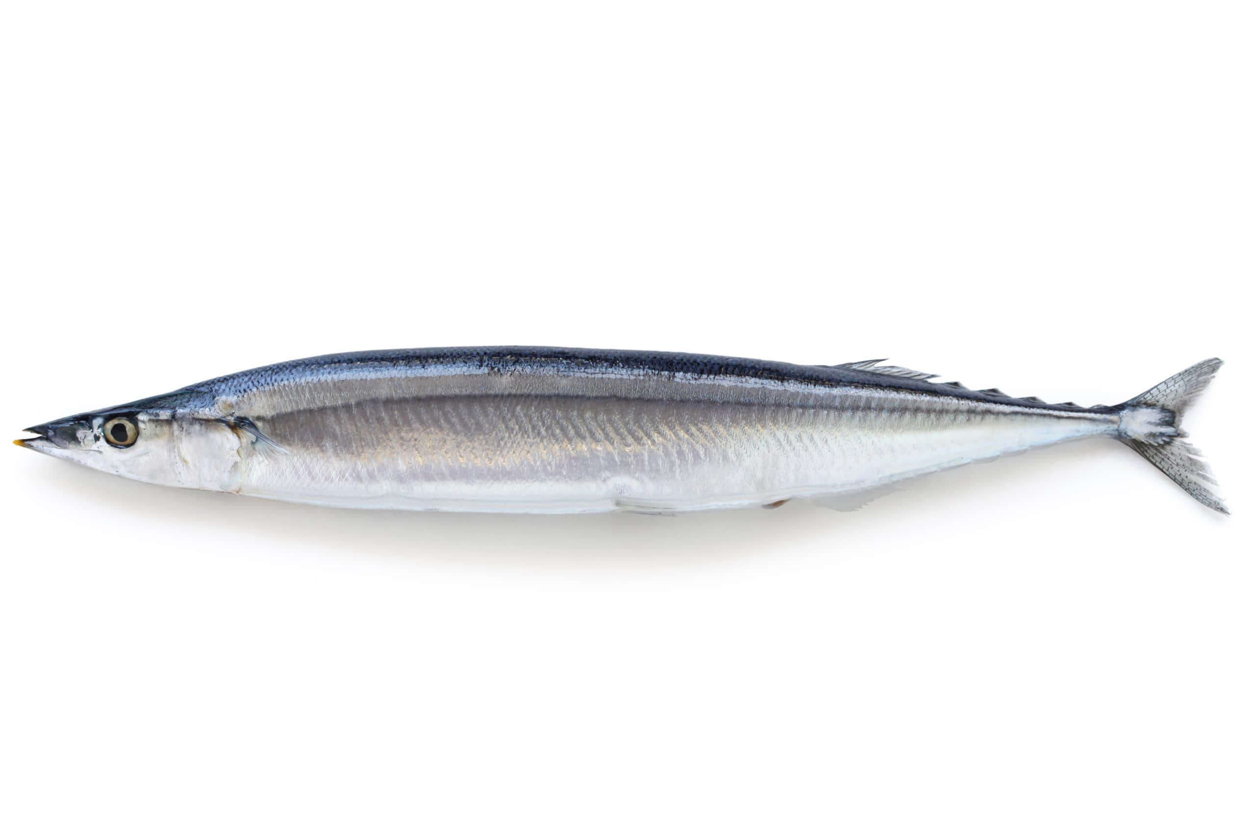 Pacific Saury, silver-blue back, white belly, 2K Desktop Wallpaper