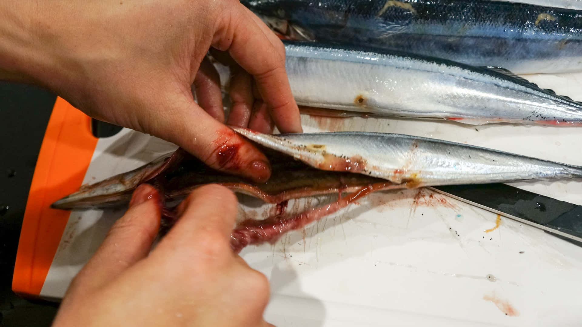 Pacific Saury, silver fish, red viscera, Full HD Desktop Wallpaper