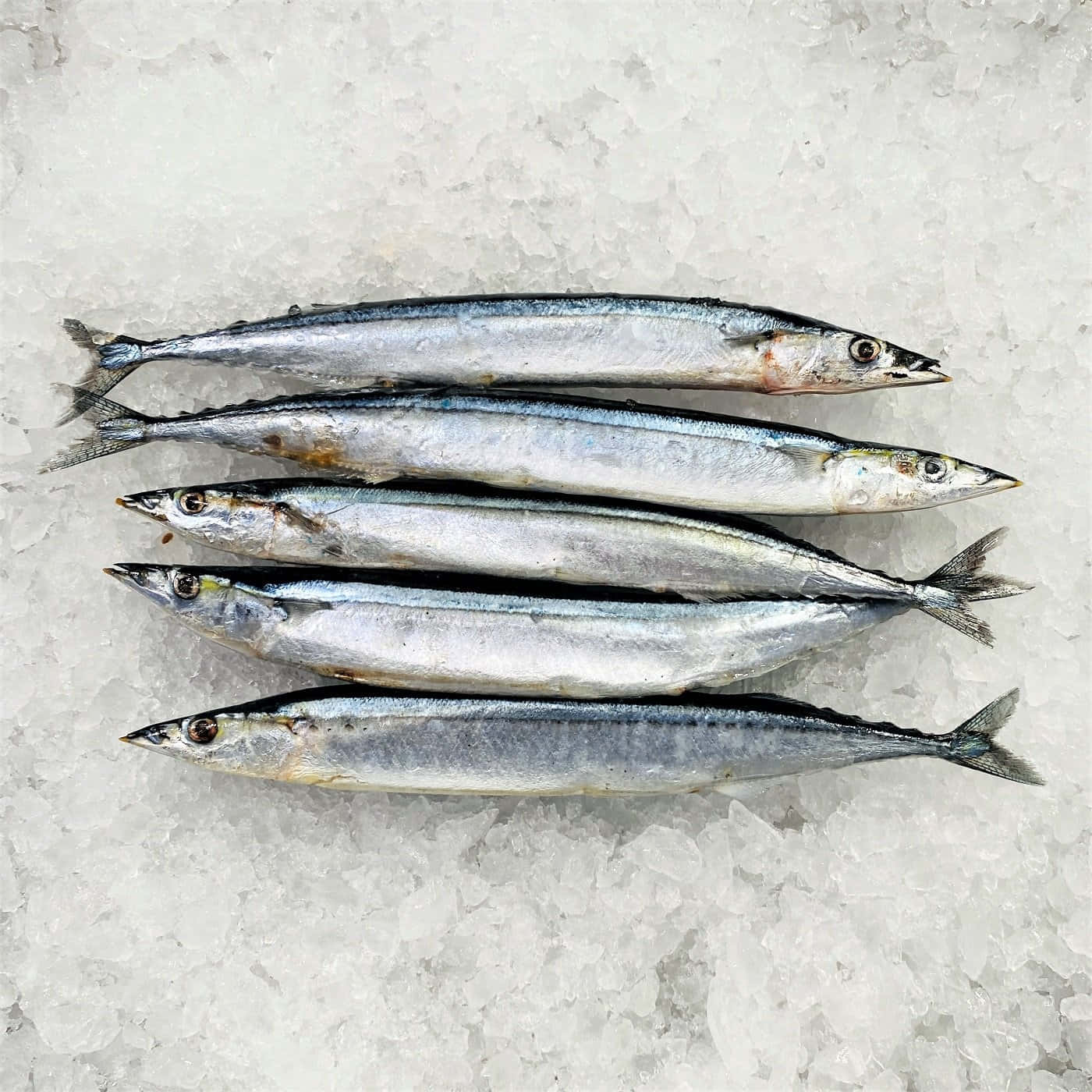 Pacific Saury, silver, crushed ice, HD Desktop Wallpaper