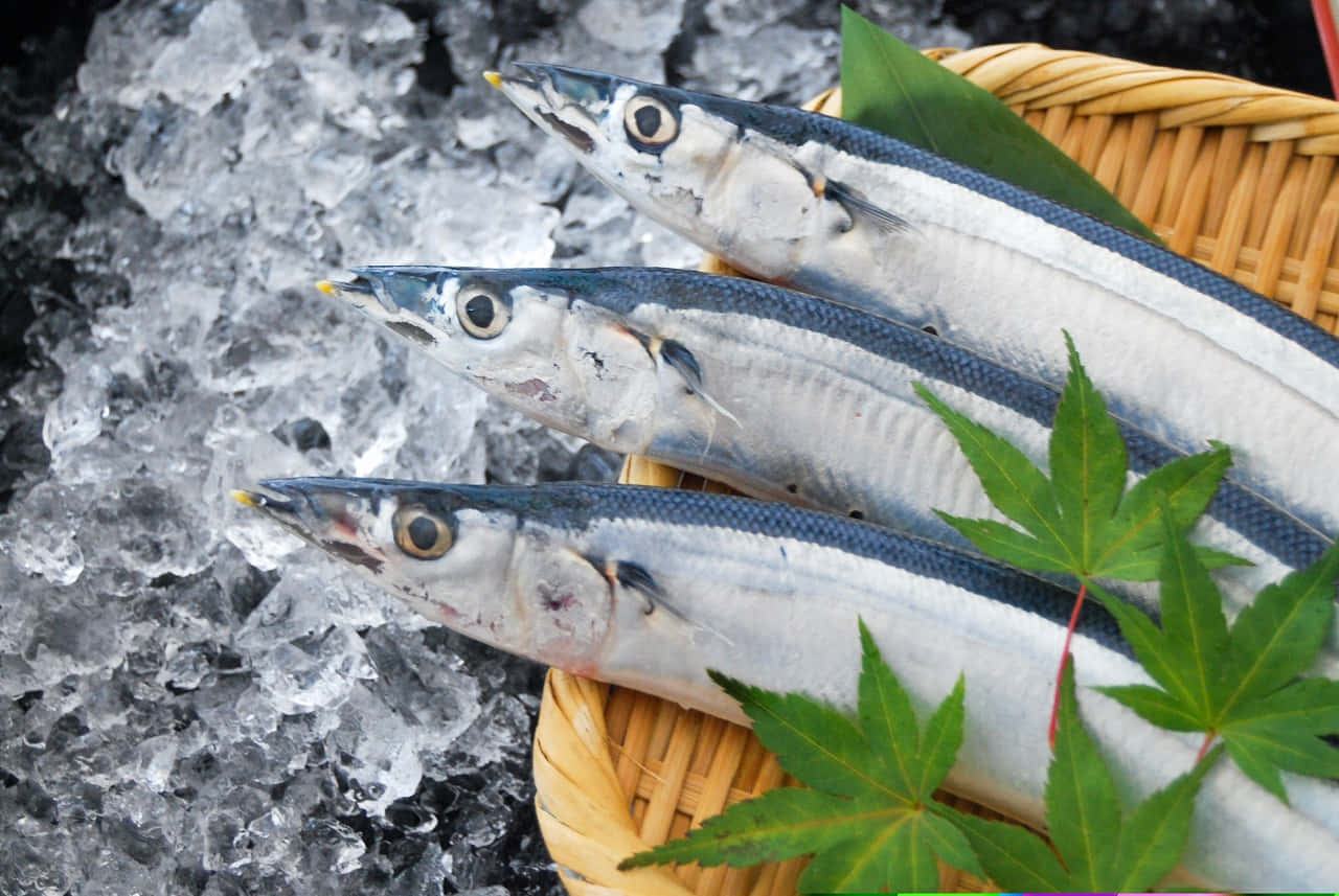 Pacific Saury, silver fish, dark stripes, HD Desktop Wallpaper