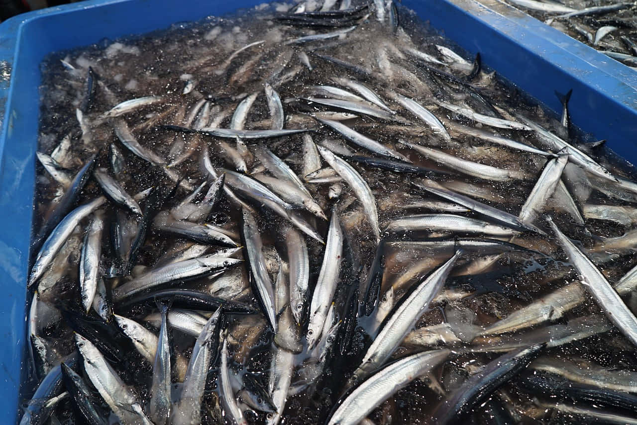 Pacific Saury, blue plastic bin, silver fish, HD Desktop Wallpaper