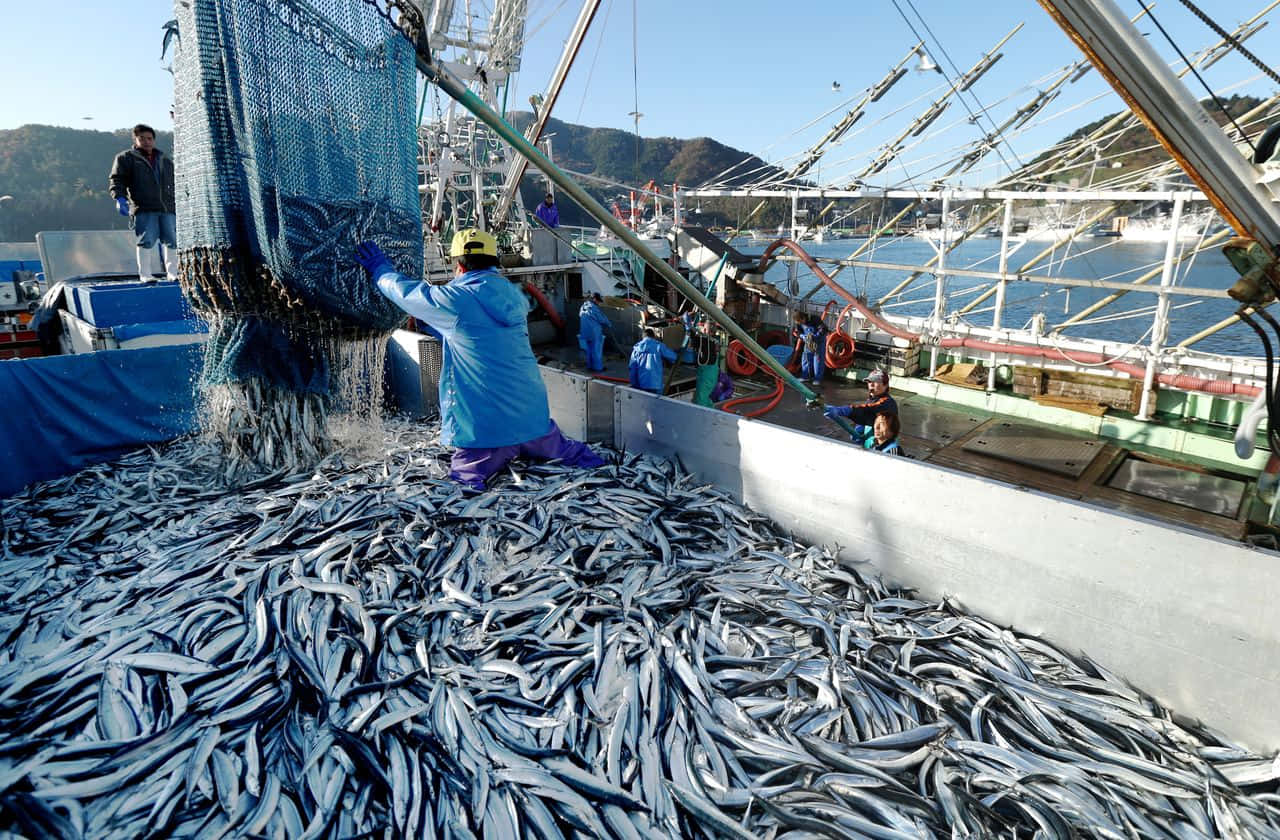 Pacific Saury, silvery mackerel, fishing boat deck, HD Desktop Wallpaper