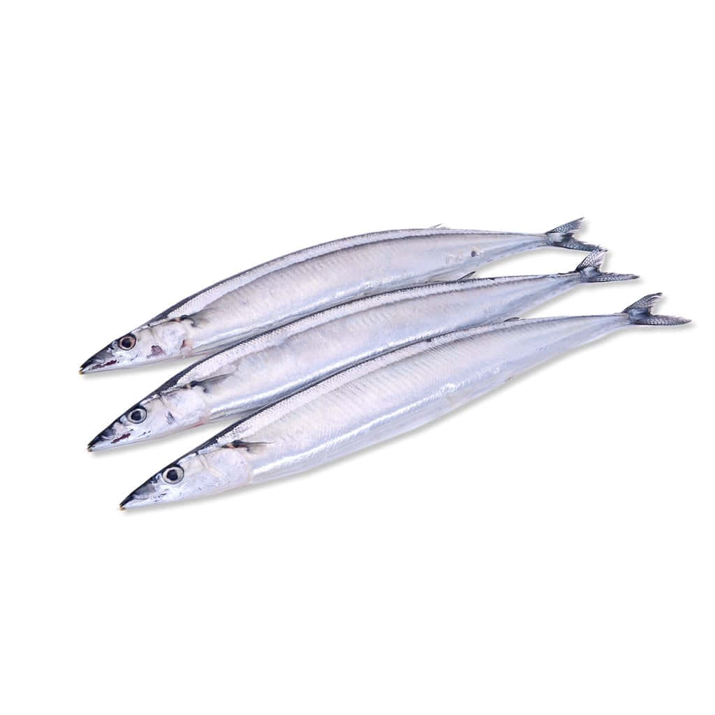 Pacific Saury, silver, sharp snouts, SD Desktop Wallpaper