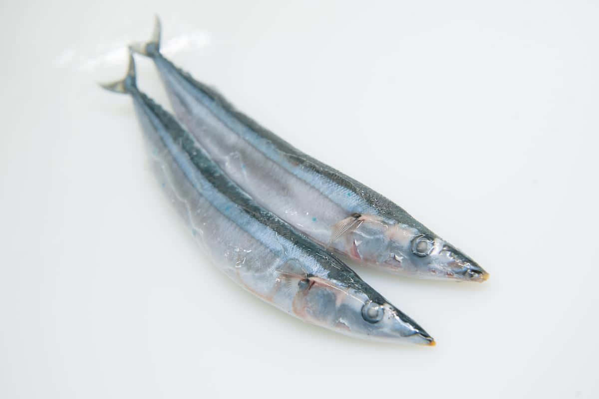 Pacific Saury, silver-blue scales, bright white surface, SD Desktop Wallpaper