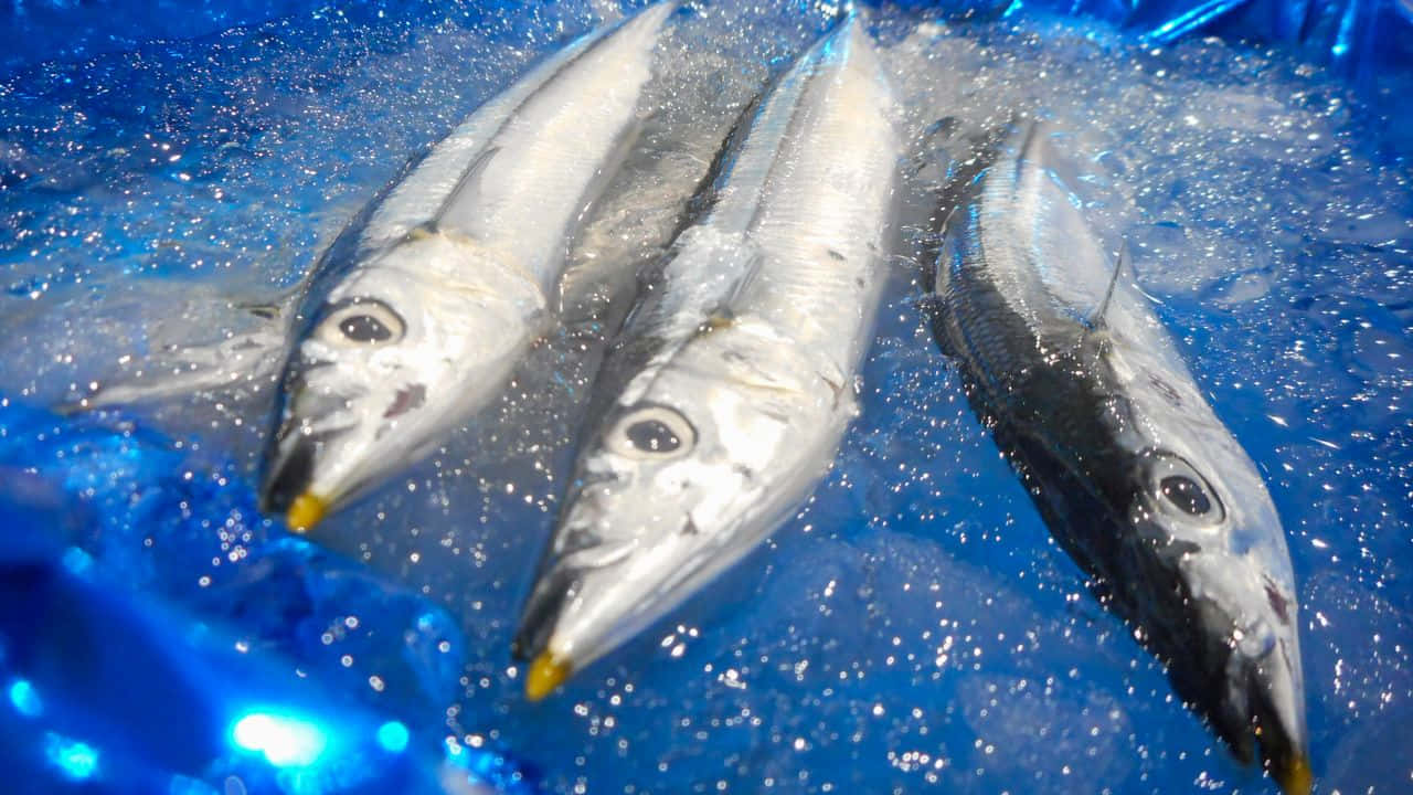 Pacific Saury, silver fish, yellow mouths, HD Desktop Wallpaper