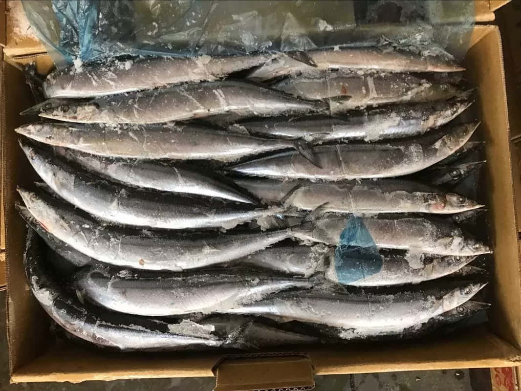 Pacific Saury, cardboard box, frozen mackerel, SD Desktop Wallpaper