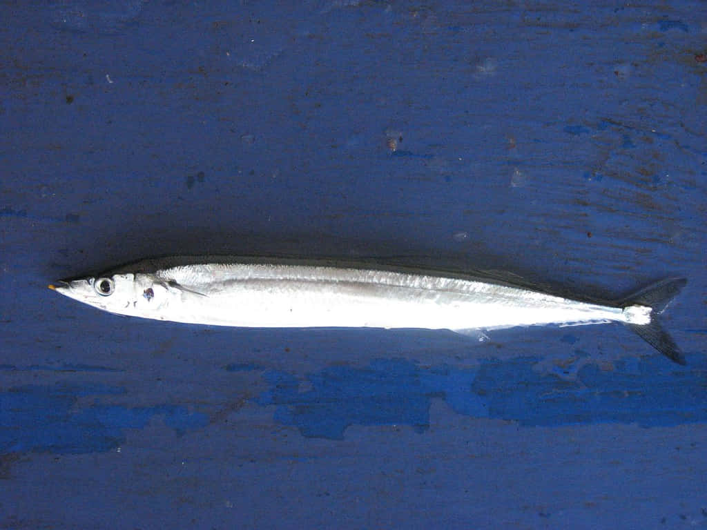 Pacific Saury, blue background, silver fish, SD Desktop Wallpaper