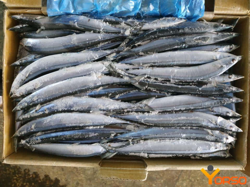Pacific Saury, cardboard box, frozen mackerel fish, SD Desktop Wallpaper