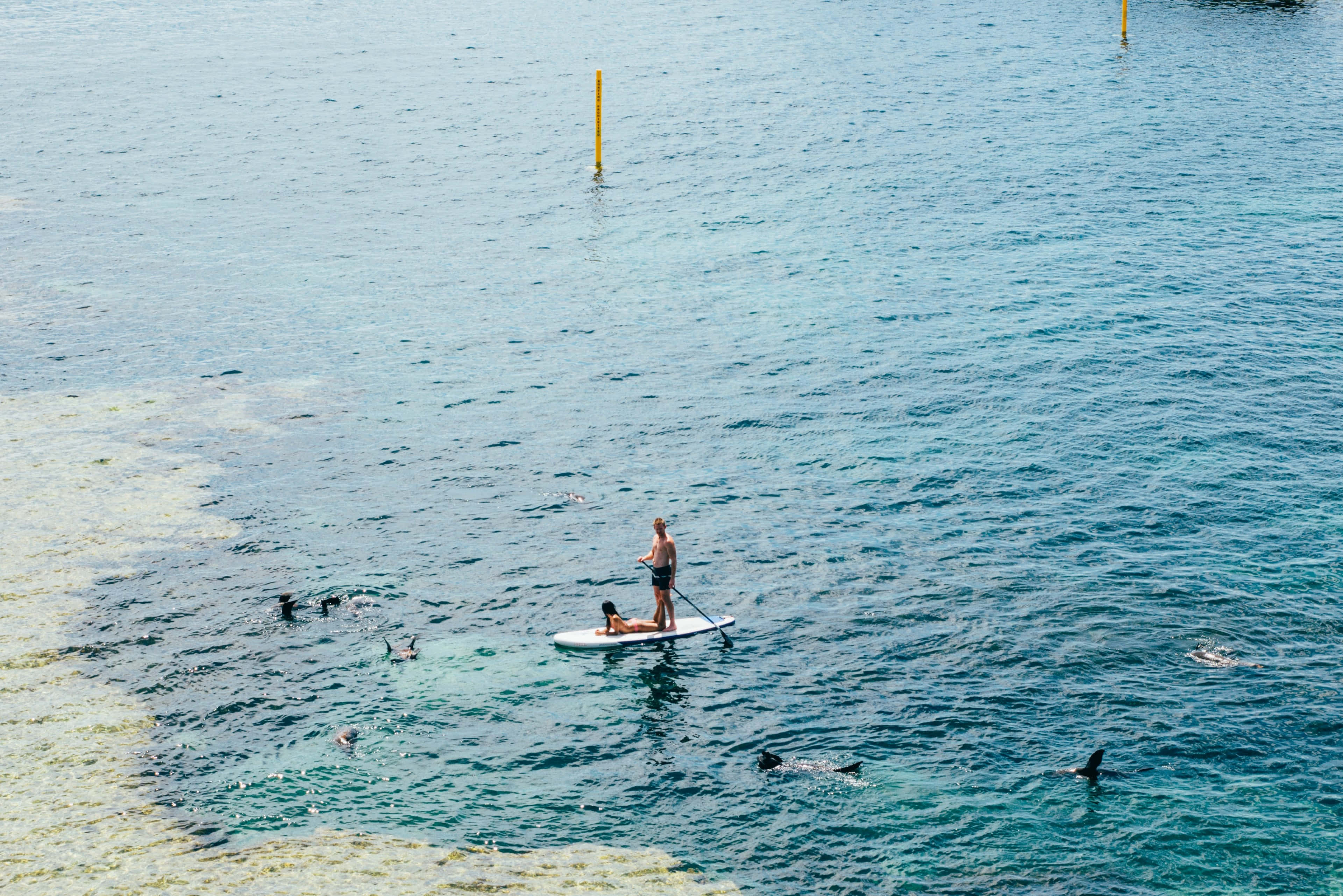 paddleboarder, turquoise water, dolphins, 4K Desktop Wallpaper