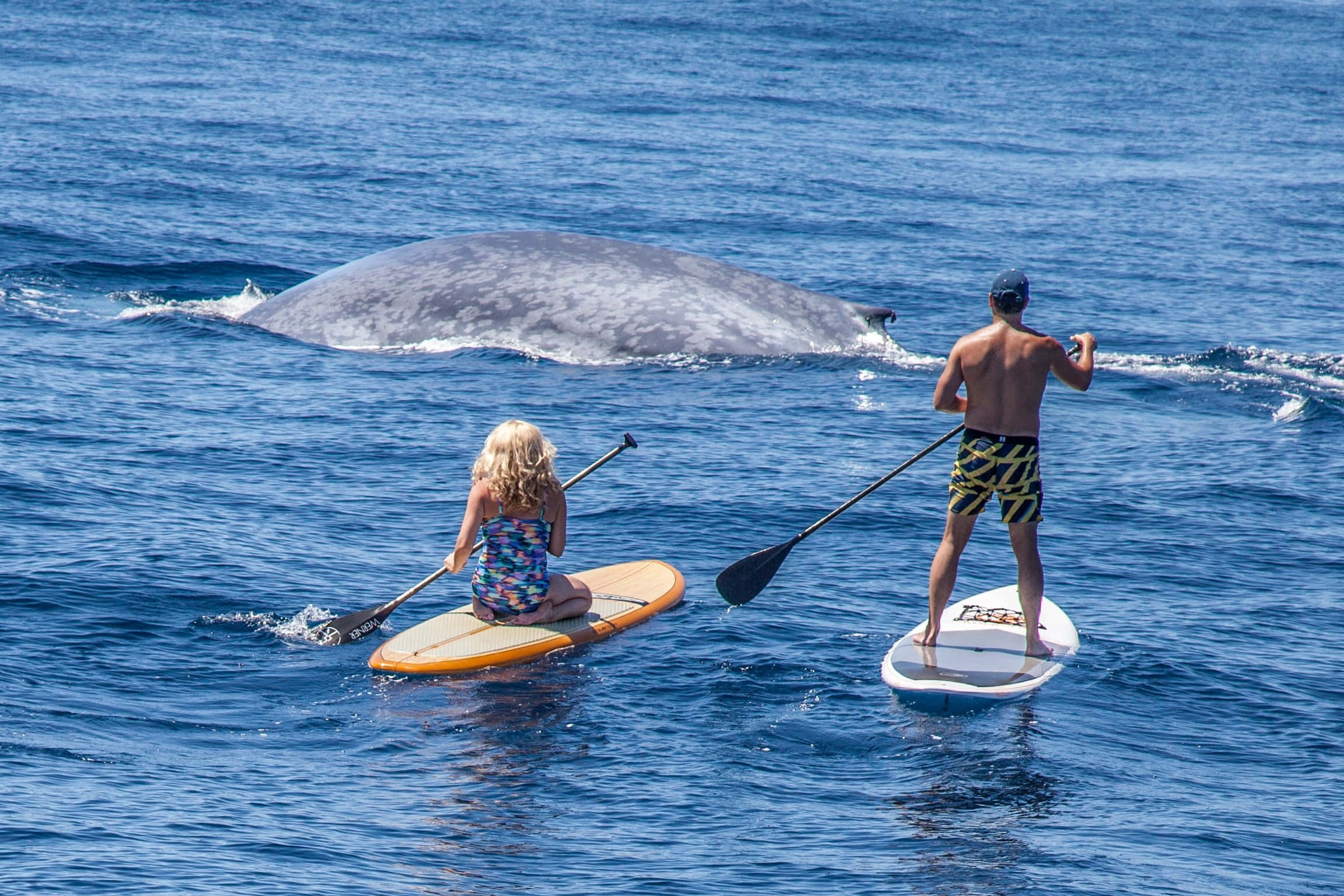 paddleboarding, crystal blue ocean, sunny day, Full HD Desktop Wallpaper