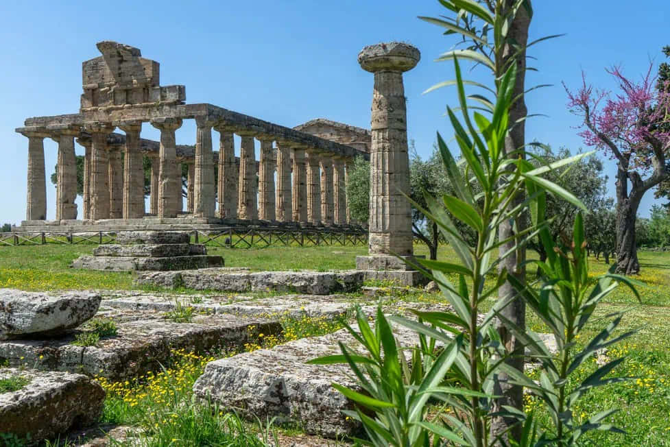 Paestum, ancient stone temple ruins, towering columns, SD Desktop Wallpaper